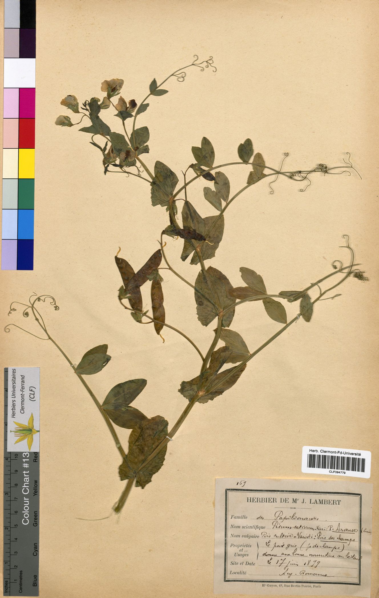 Pisum sativum CLF094779