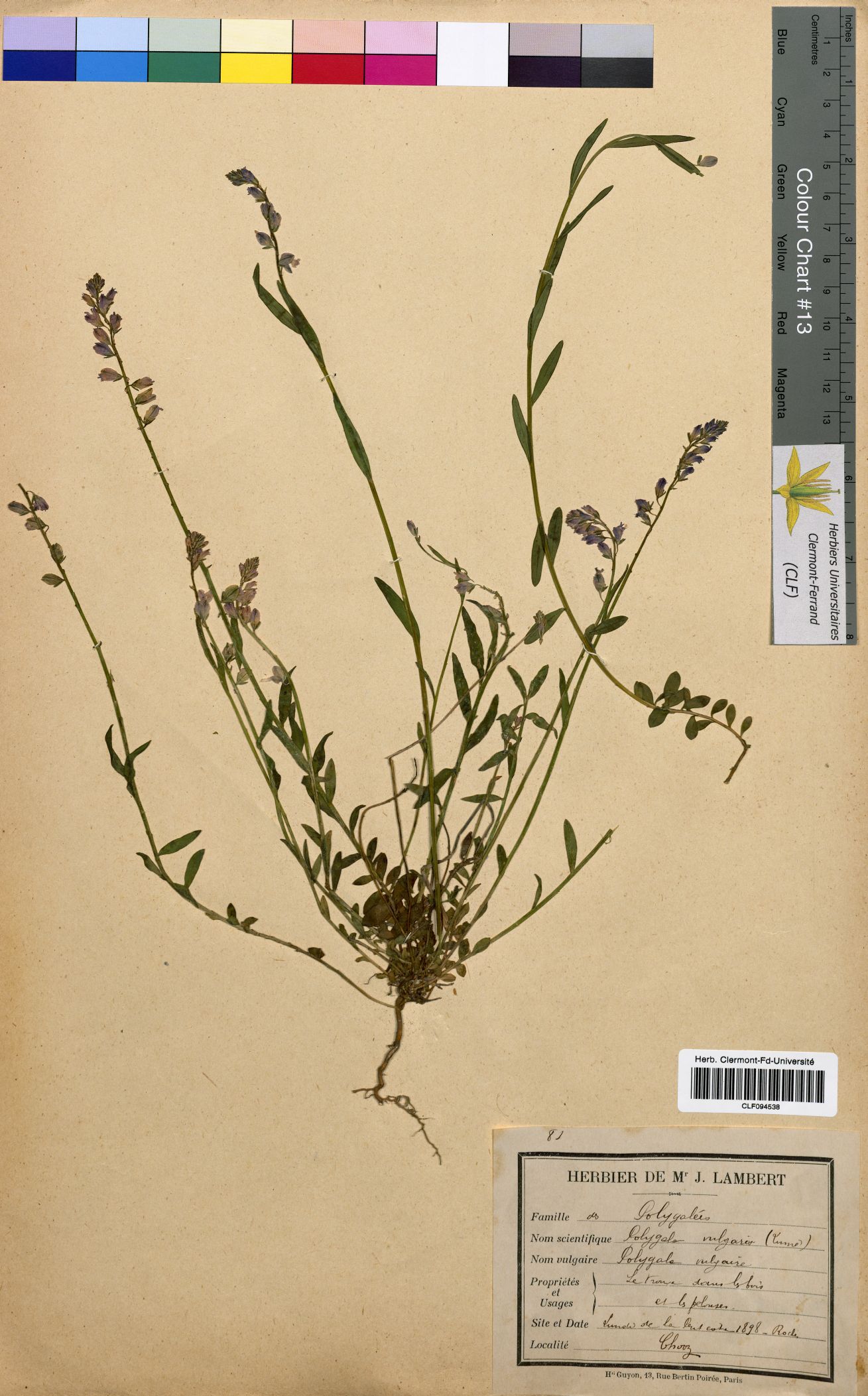 Polygala vulgaris CLF094538