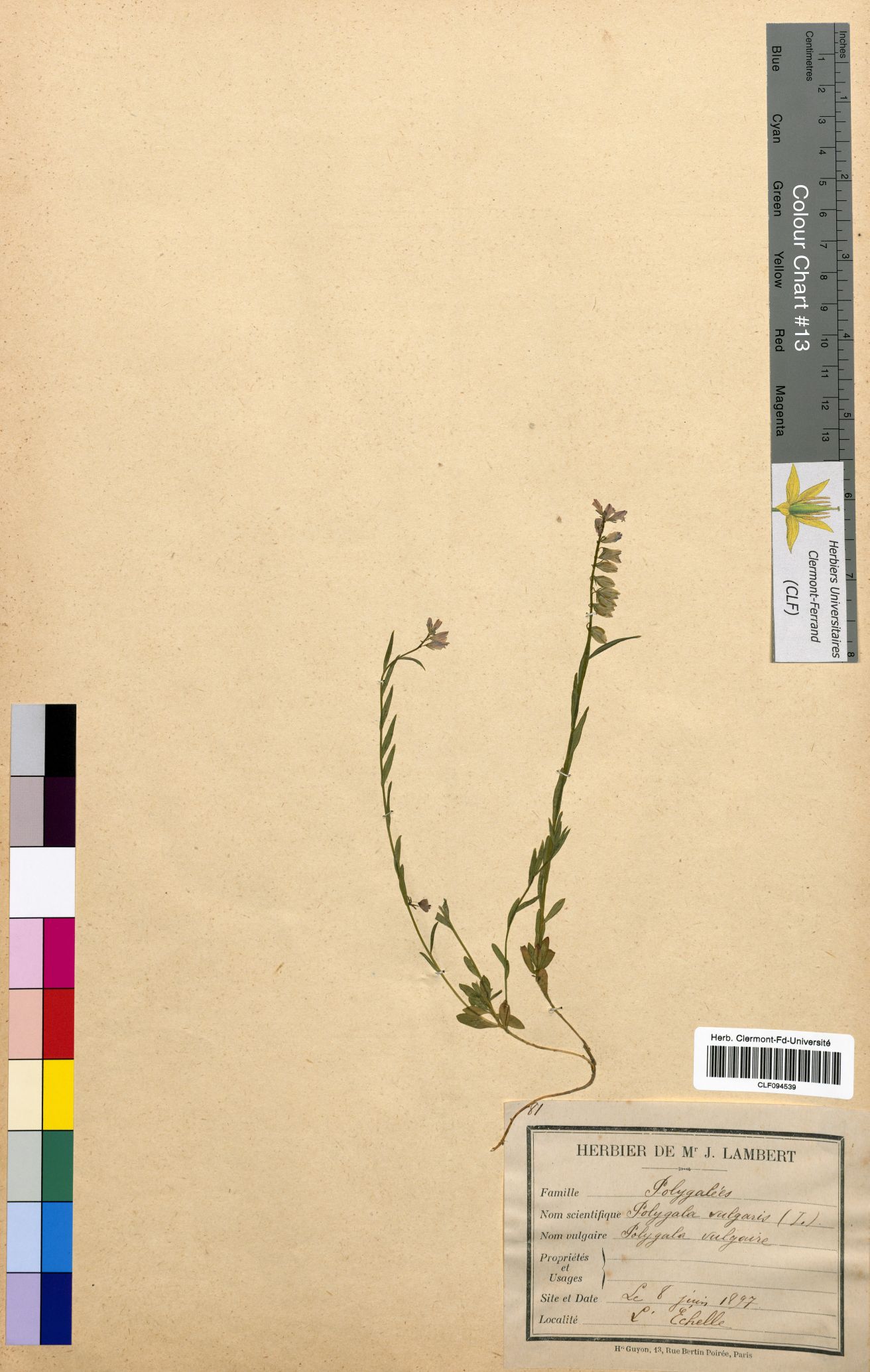 Polygala vulgaris CLF094539
