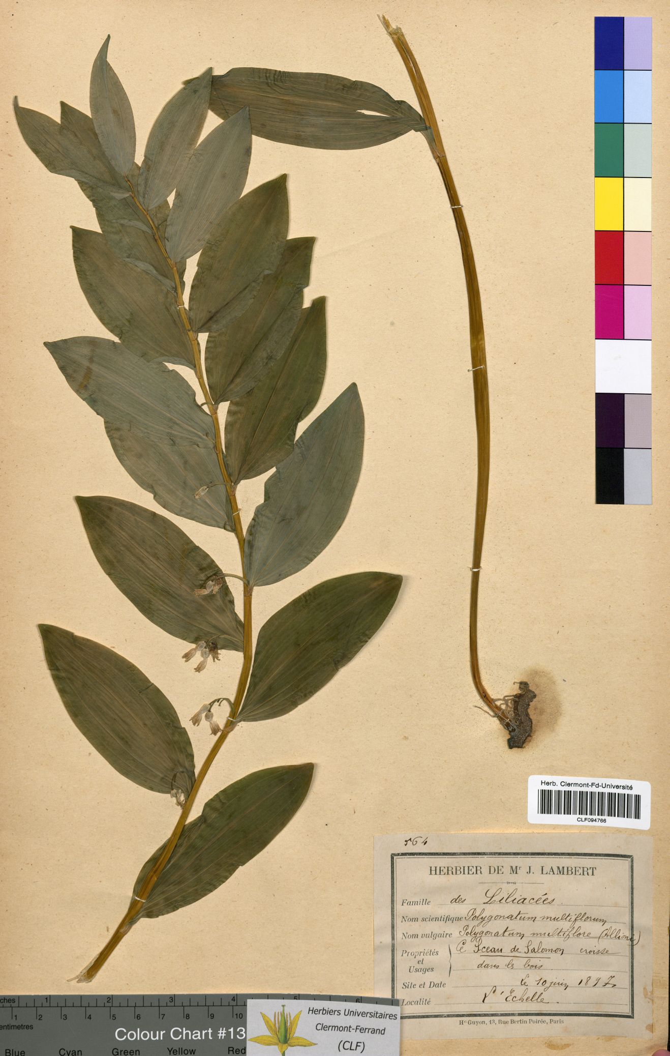 Polygonatum multiflorum CLF094766
