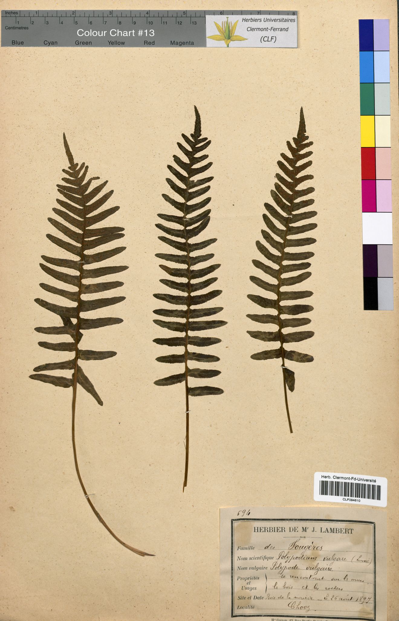 Polypodium vulgare CLF094610