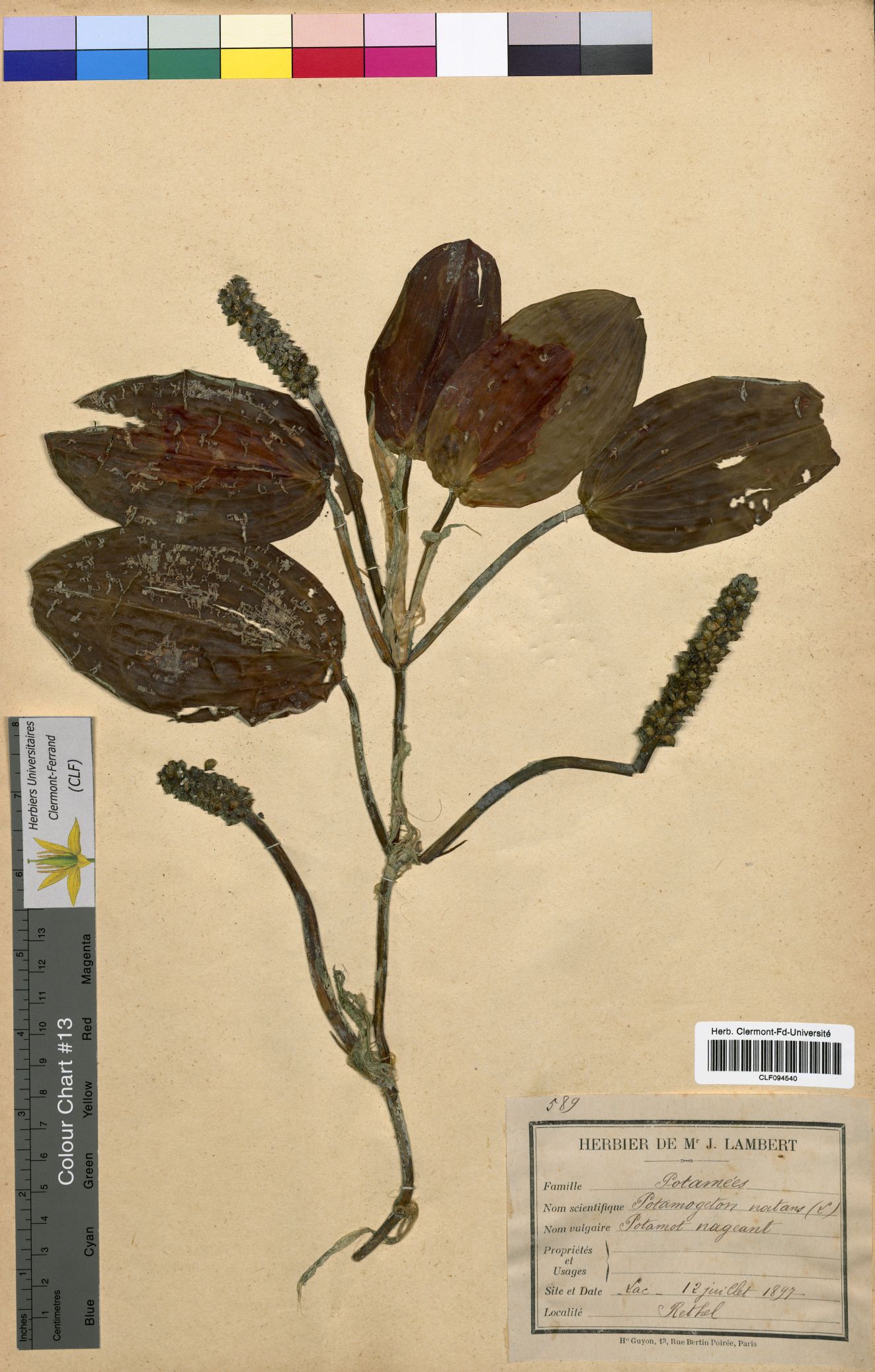Potamogeton natans CLF094540