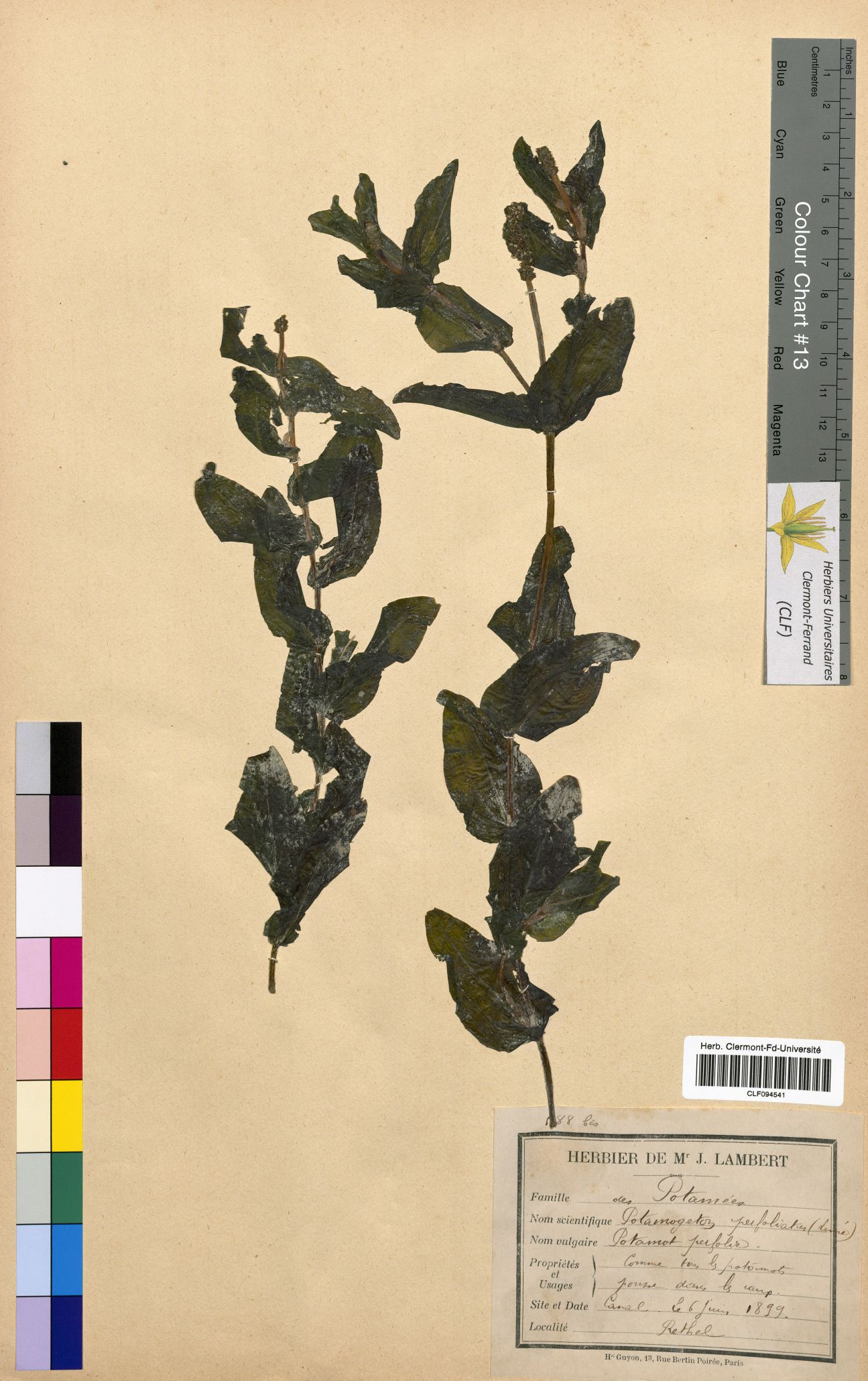 Potamogeton perfoliatus CLF094541