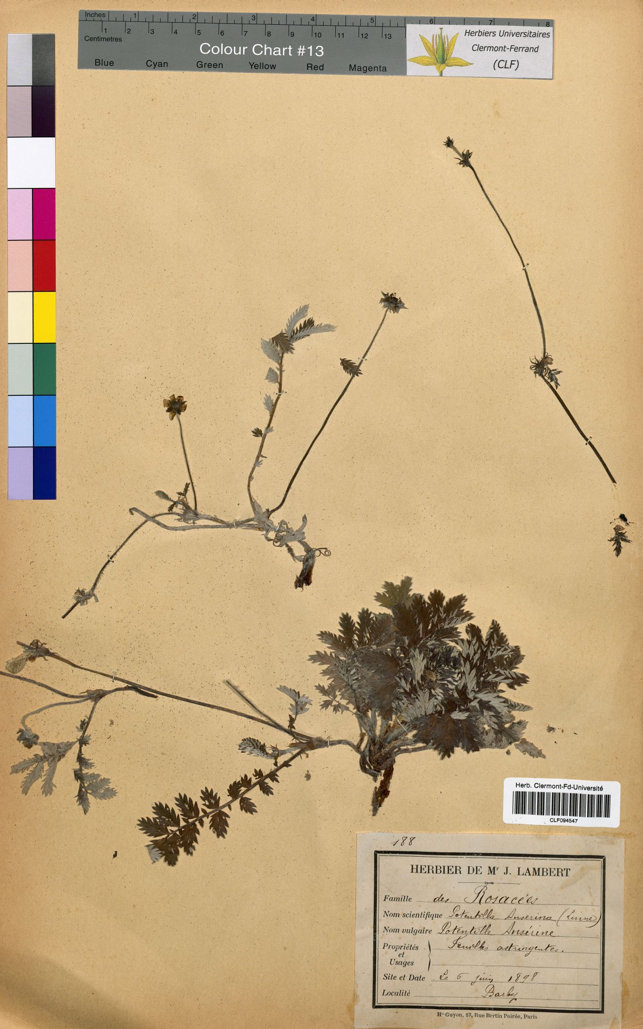 Potentilla anserina CLF094547