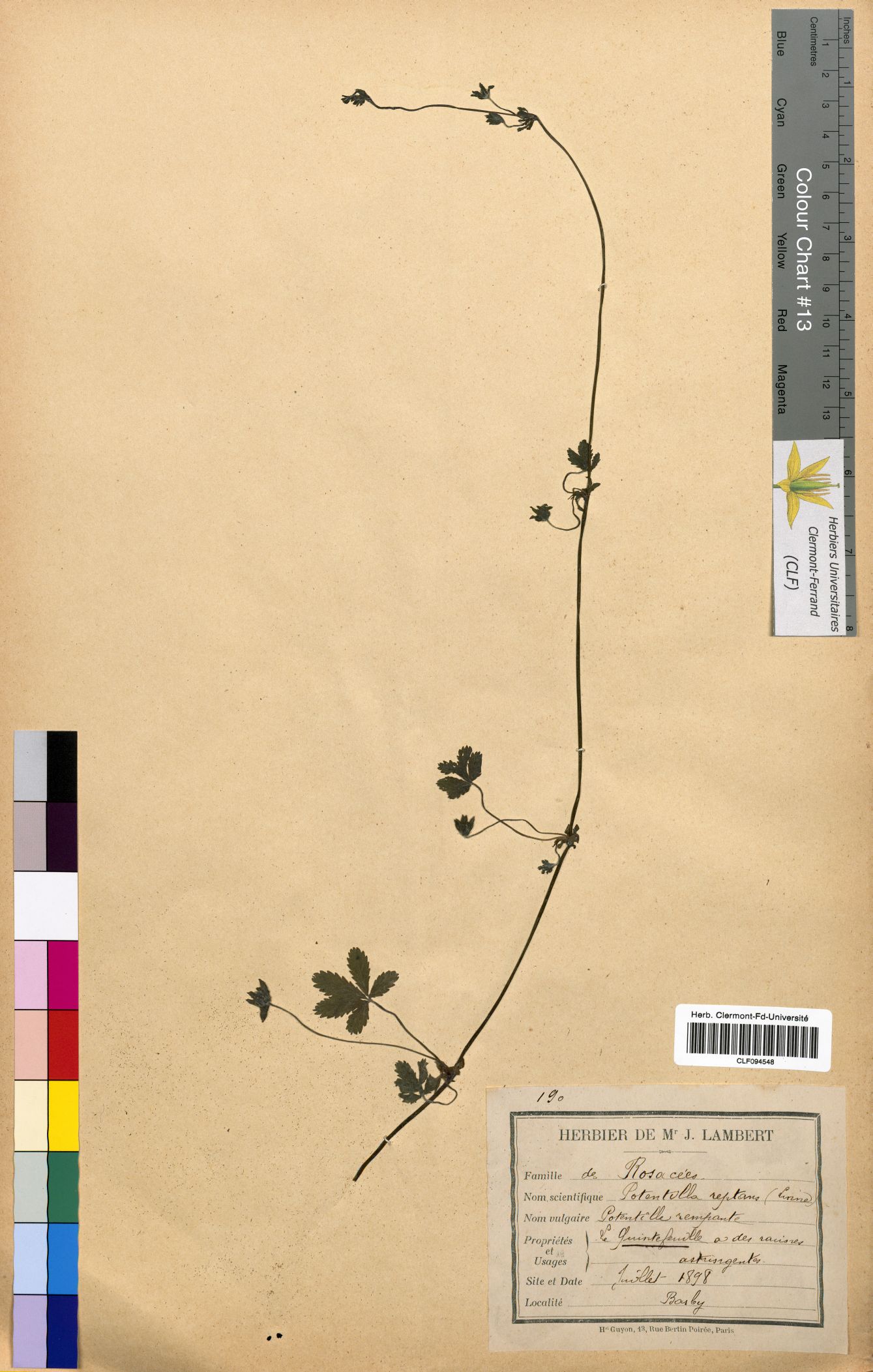 Potentilla reptans CLF094548