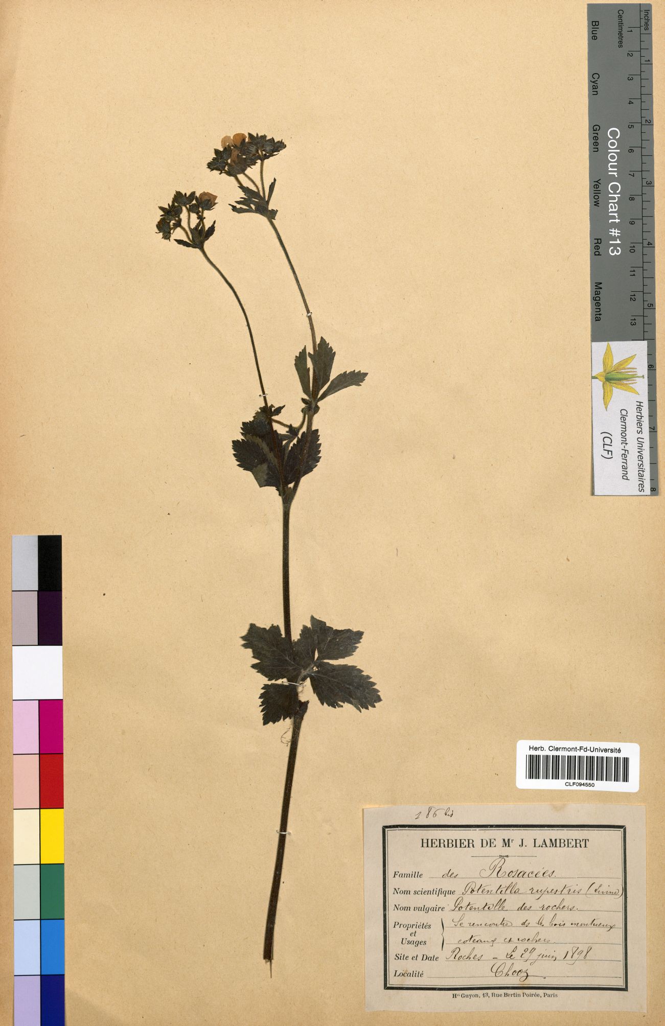 Potentilla rupestrisCLF094550
