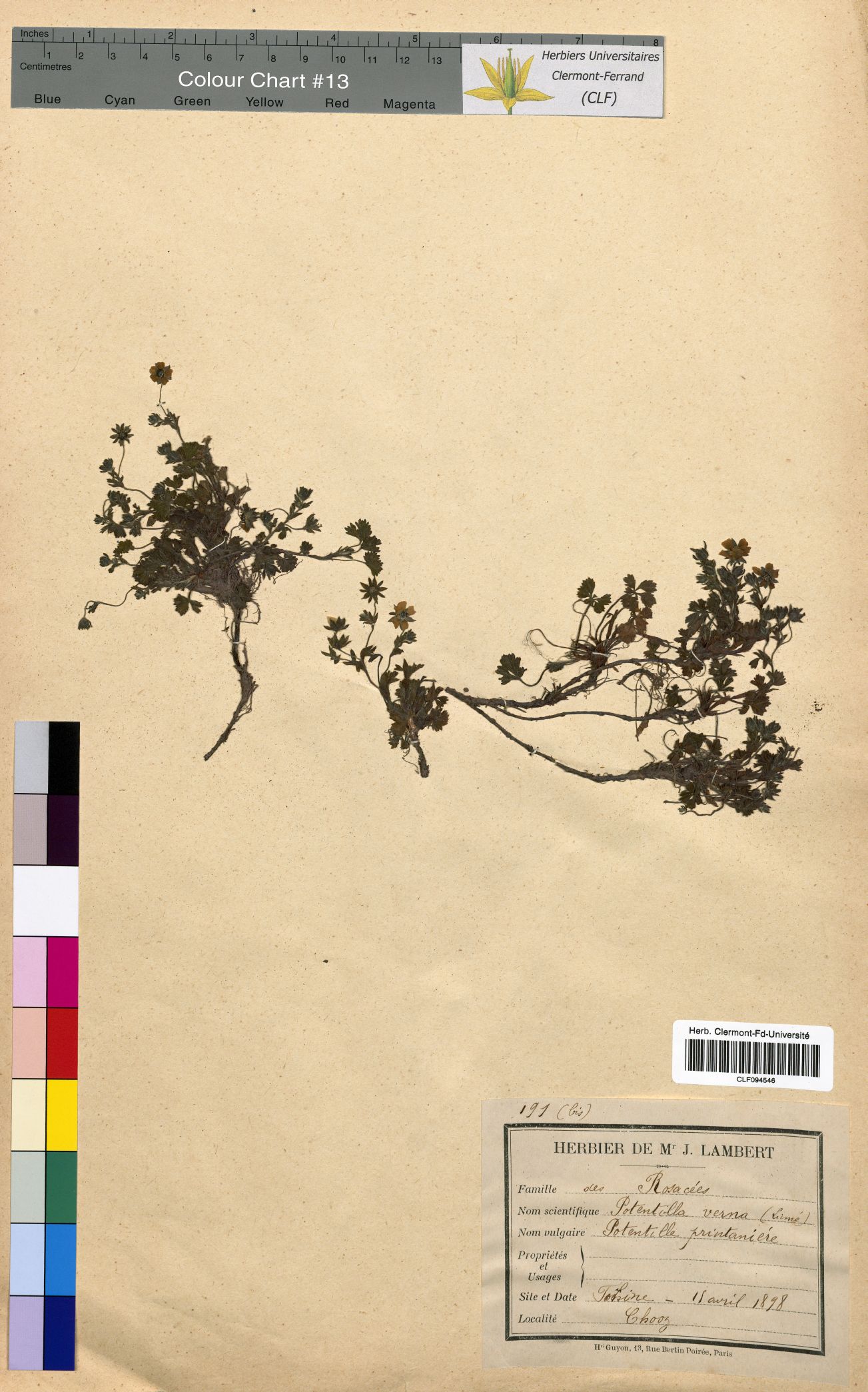 Potentilla verna CLF094546