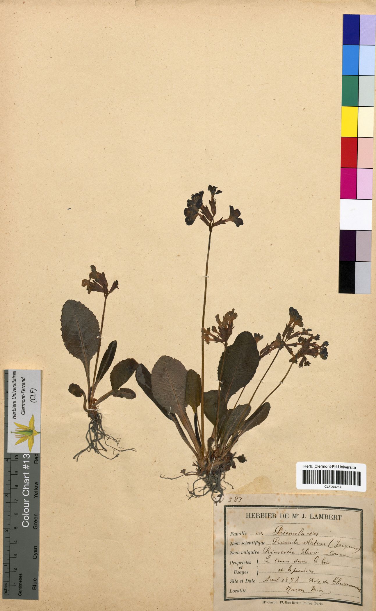 Primula elatior CLF094752