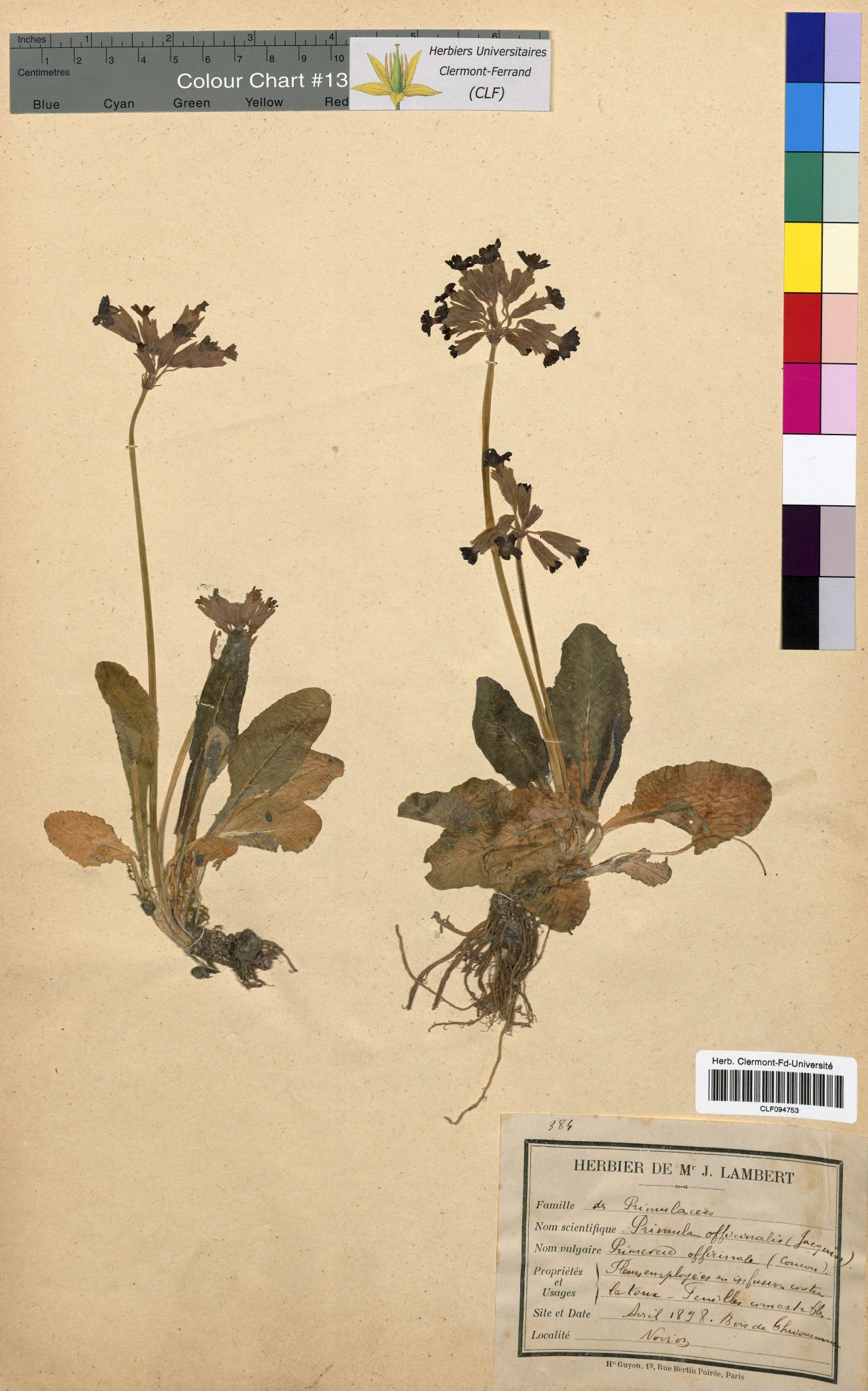 Primula officinalis CLF094753