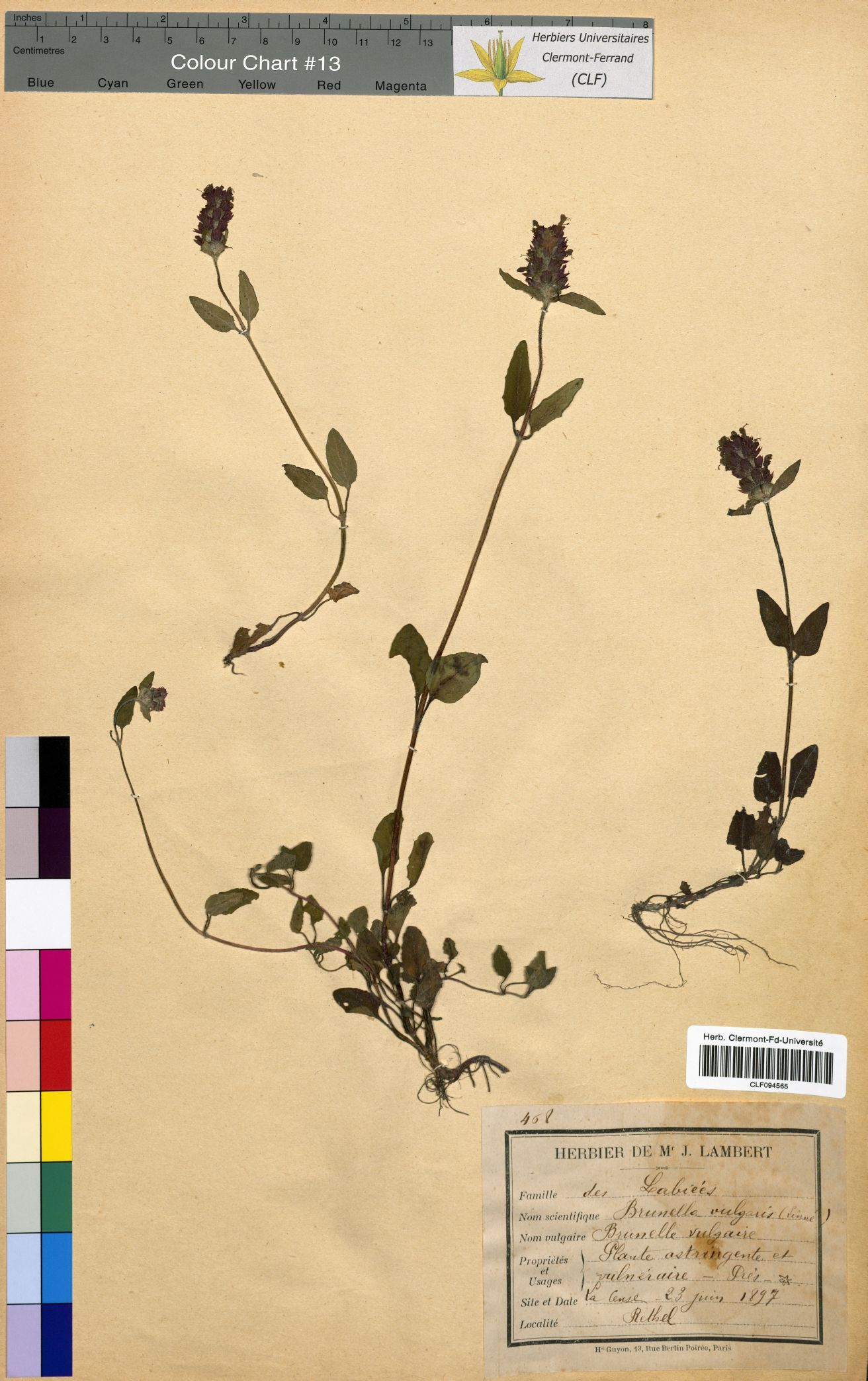 Prunella vulgaris CLF094565