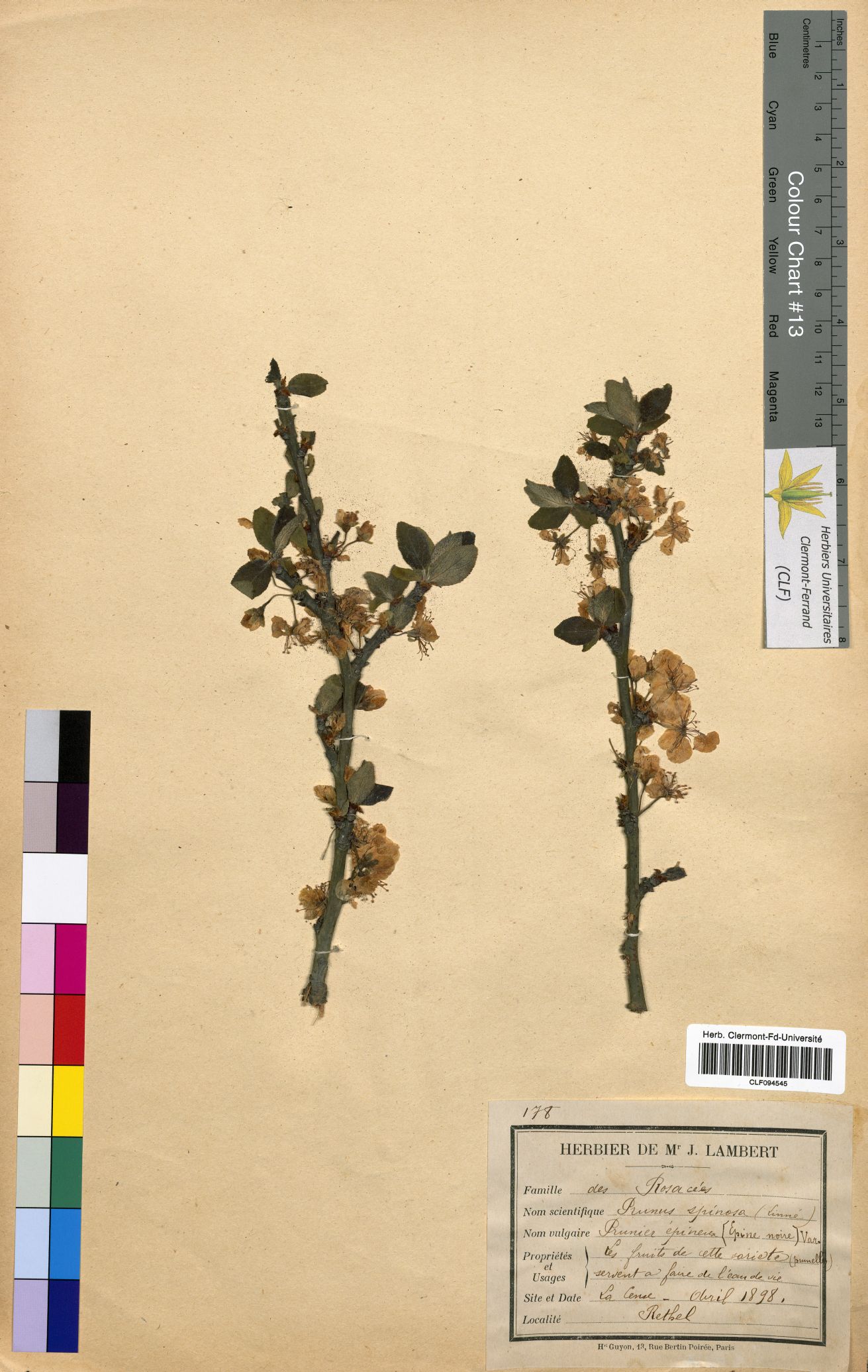 Prunus spinosa CLF094545