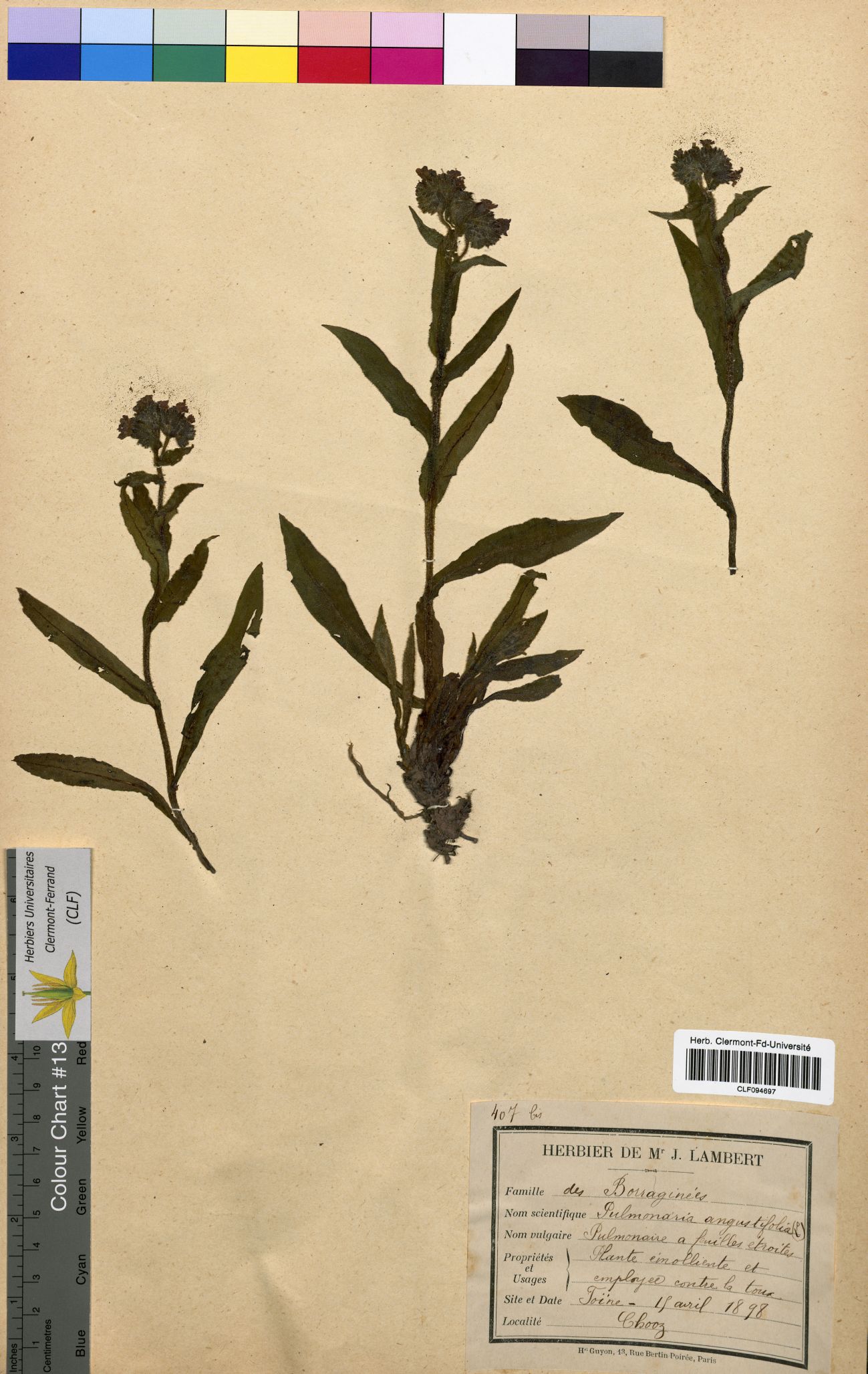 Pulmonaria angustifolia CLF094697