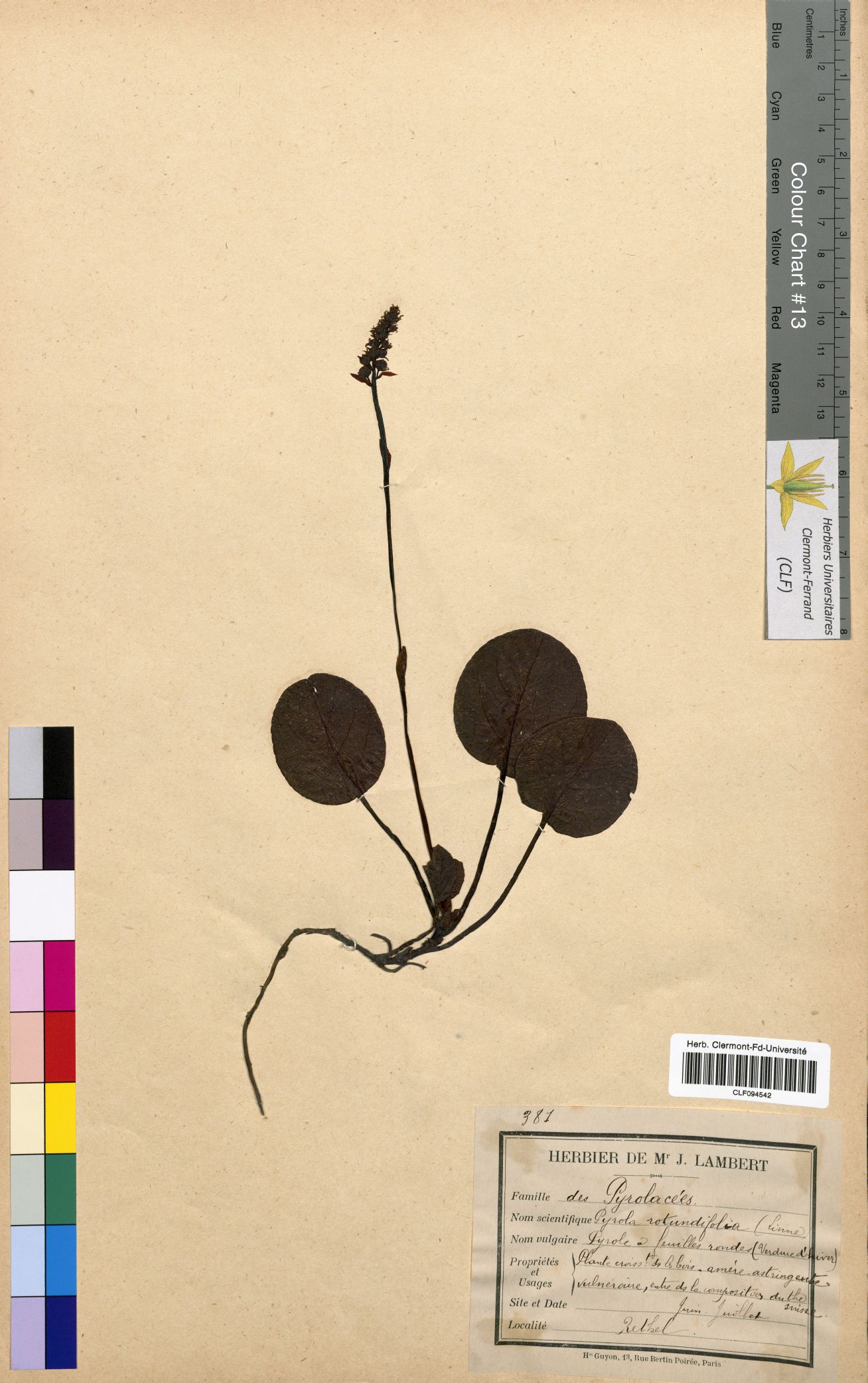 Pyrola rotundifolia CLF094542