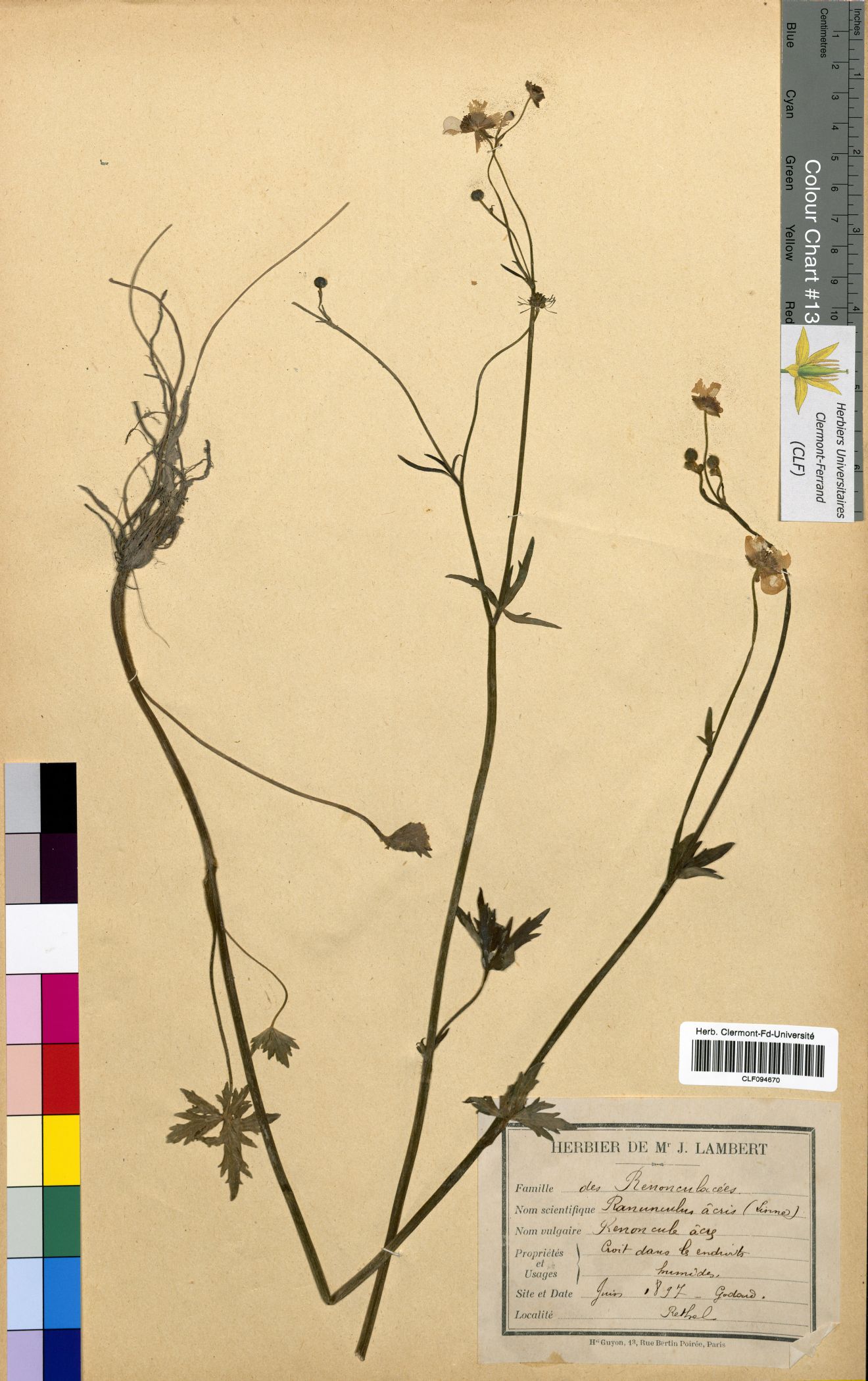 Ranunculus acris CLF094670