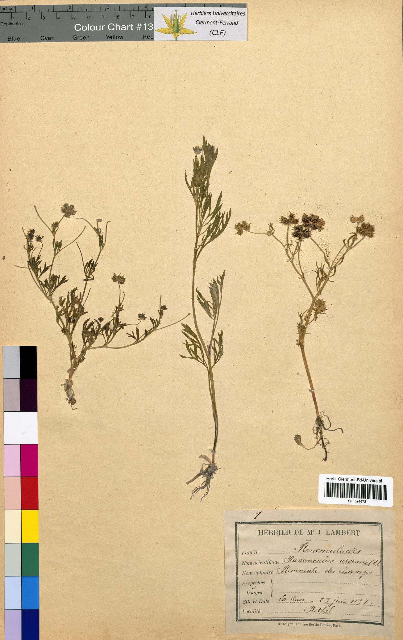Ranunculus arvensis CLF094672