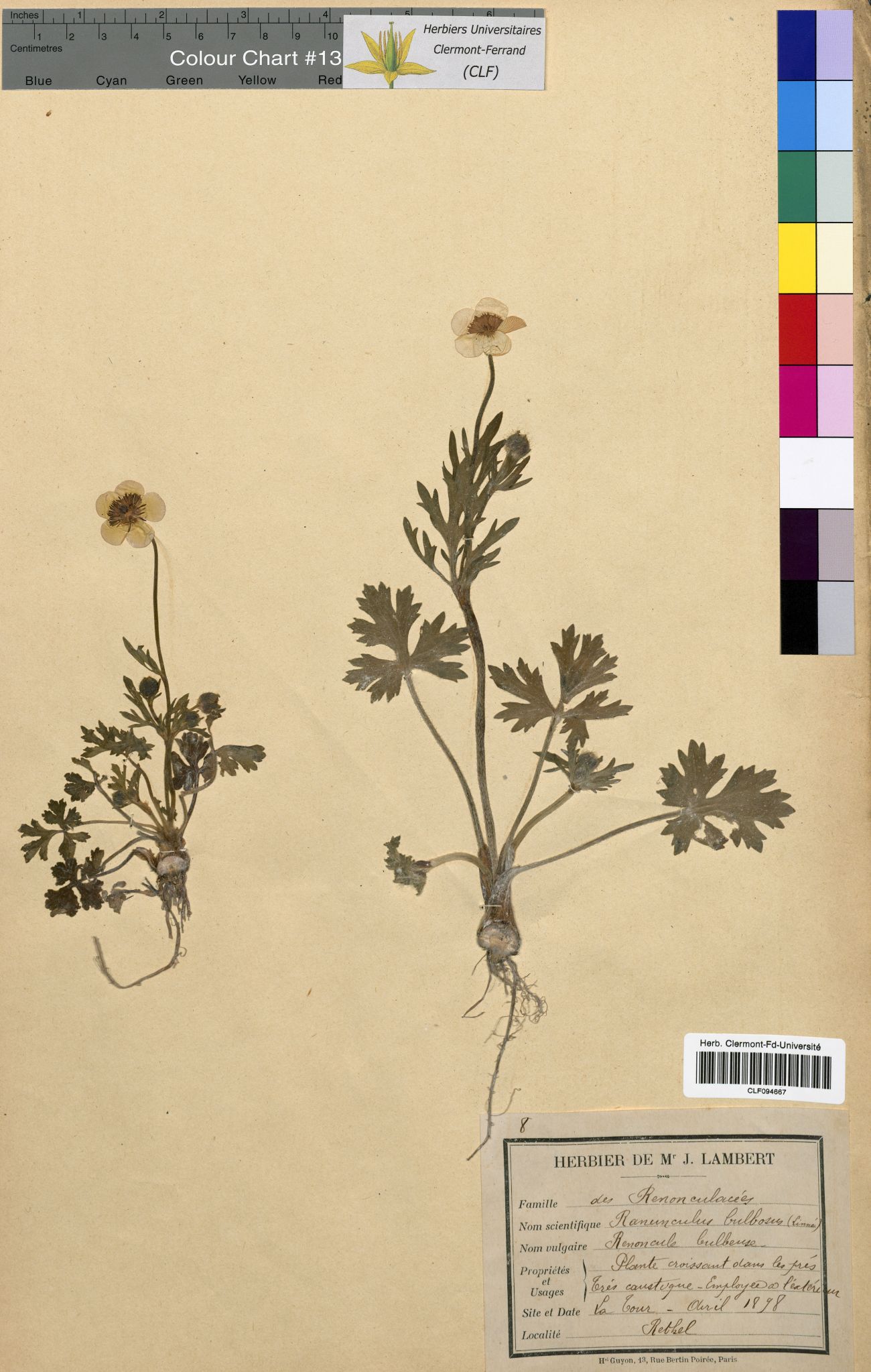 Ranunculus bulbosus CLF094667