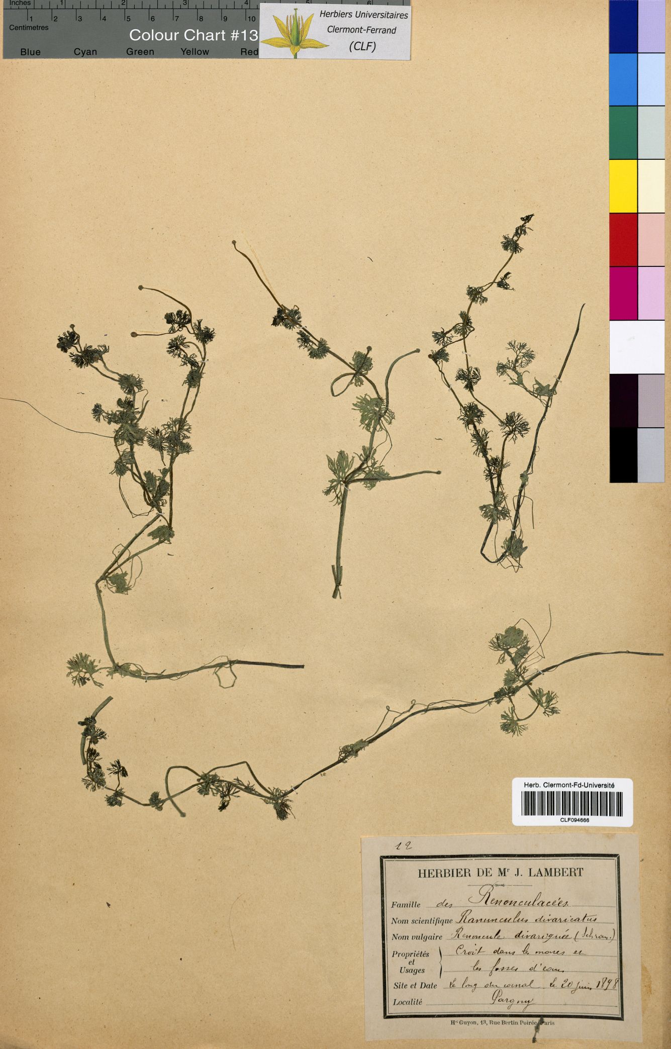 Ranunculus divaricatus CLF094666