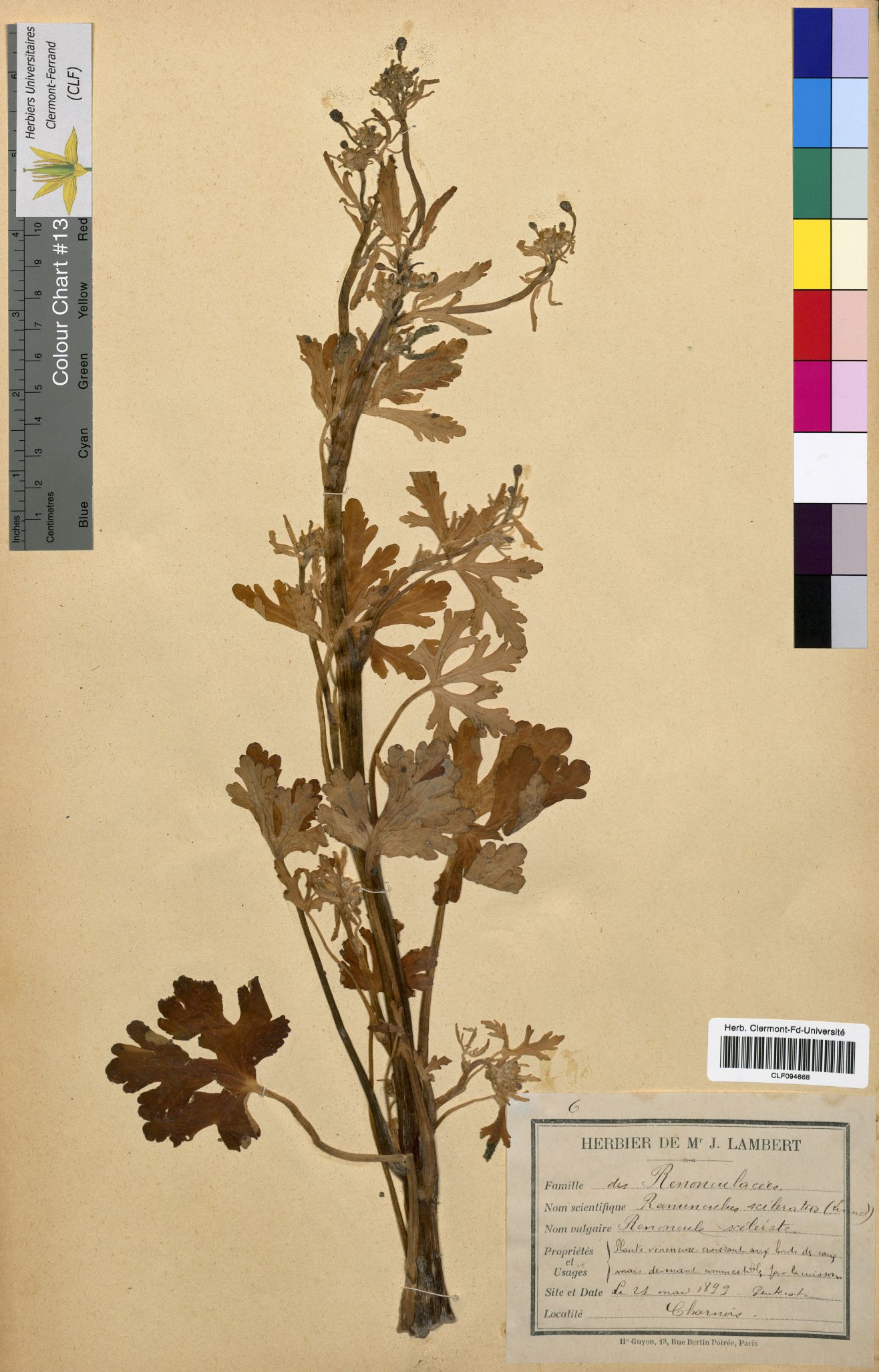 Ranunculus divaricatus CLF094668