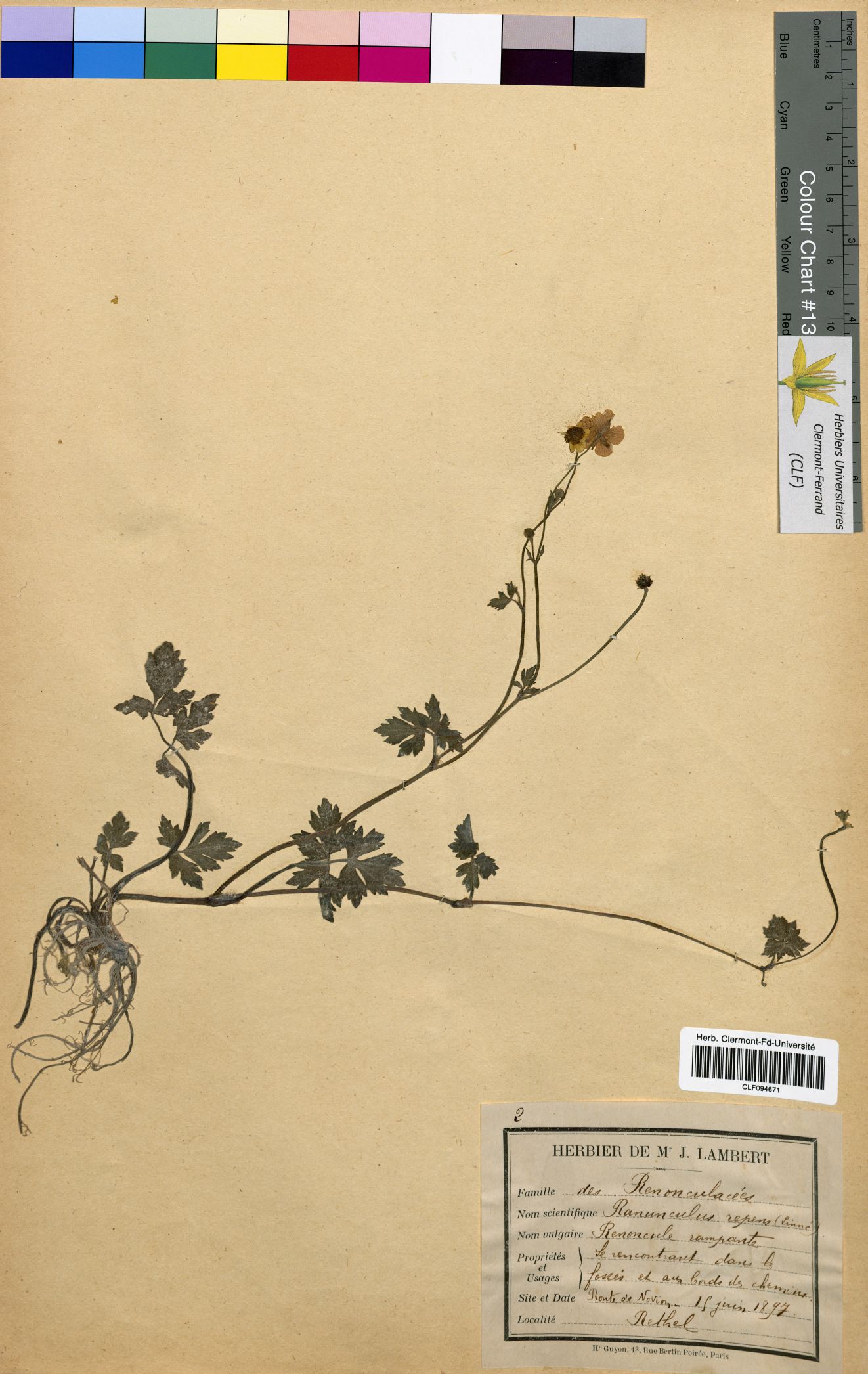 Ranunculus repens CLF094671