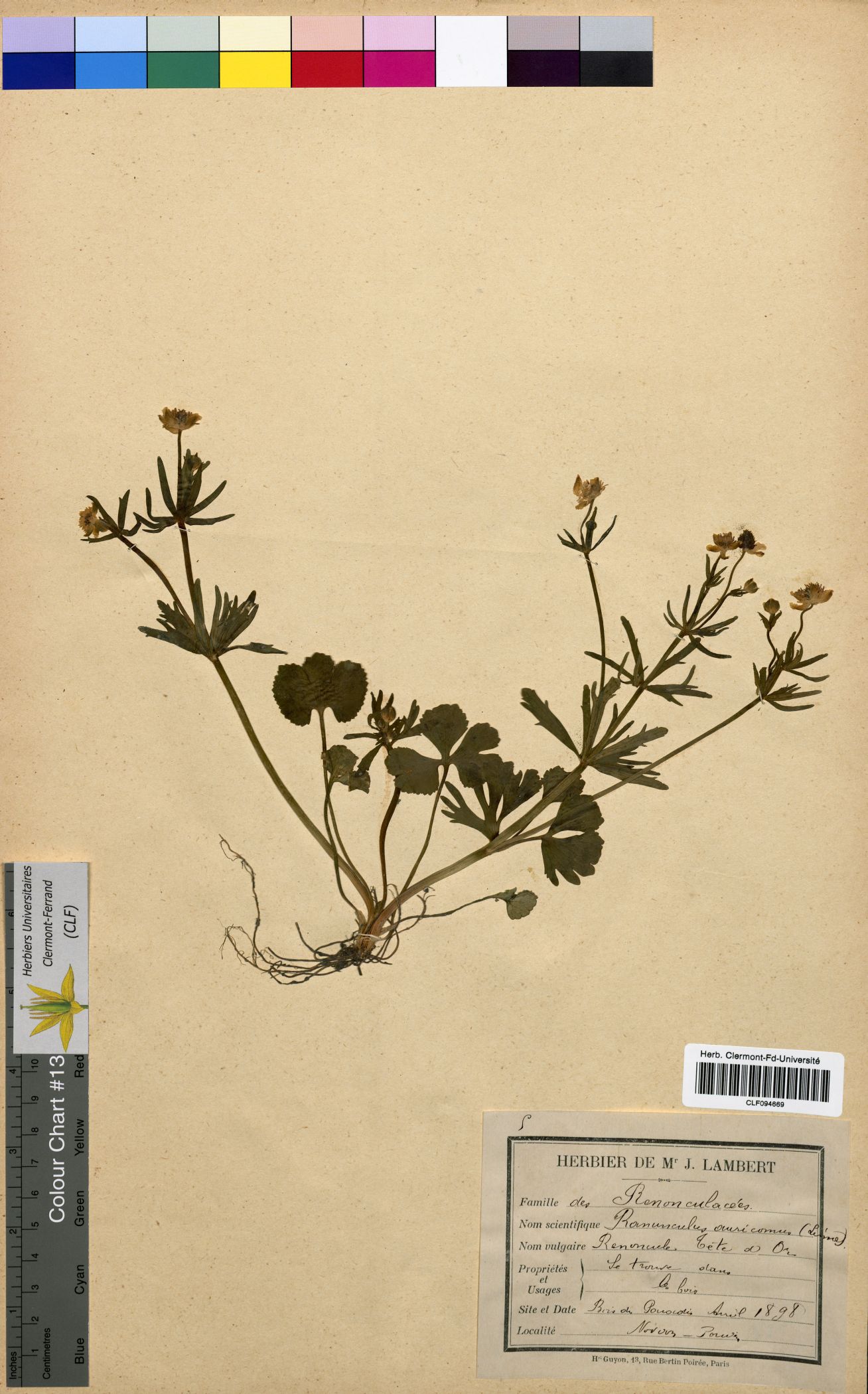Ranunculus sceleratus CLF094669