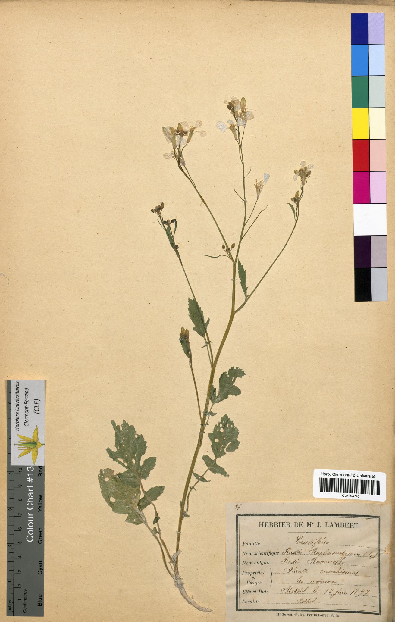 Raphanus raphanus CLF094740