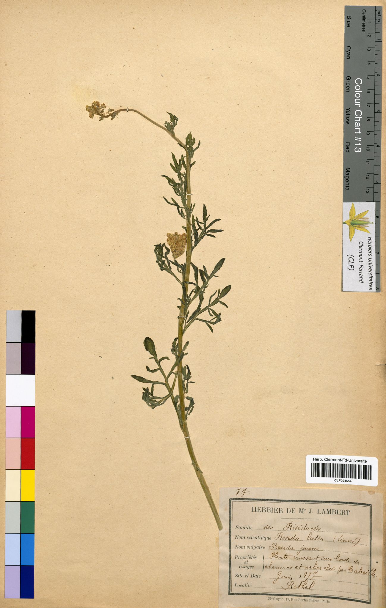 Reseda lutea CLF094554