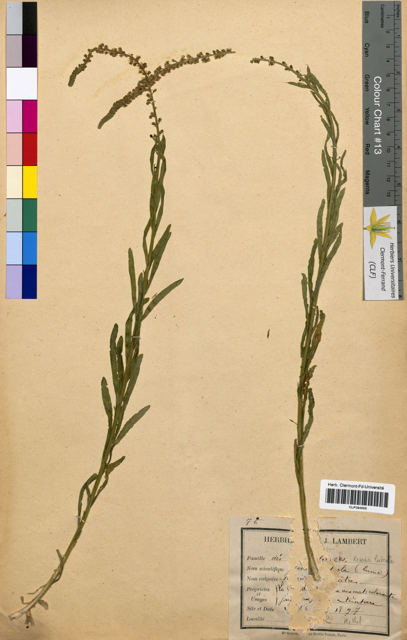 Reseda luteola CLF094555