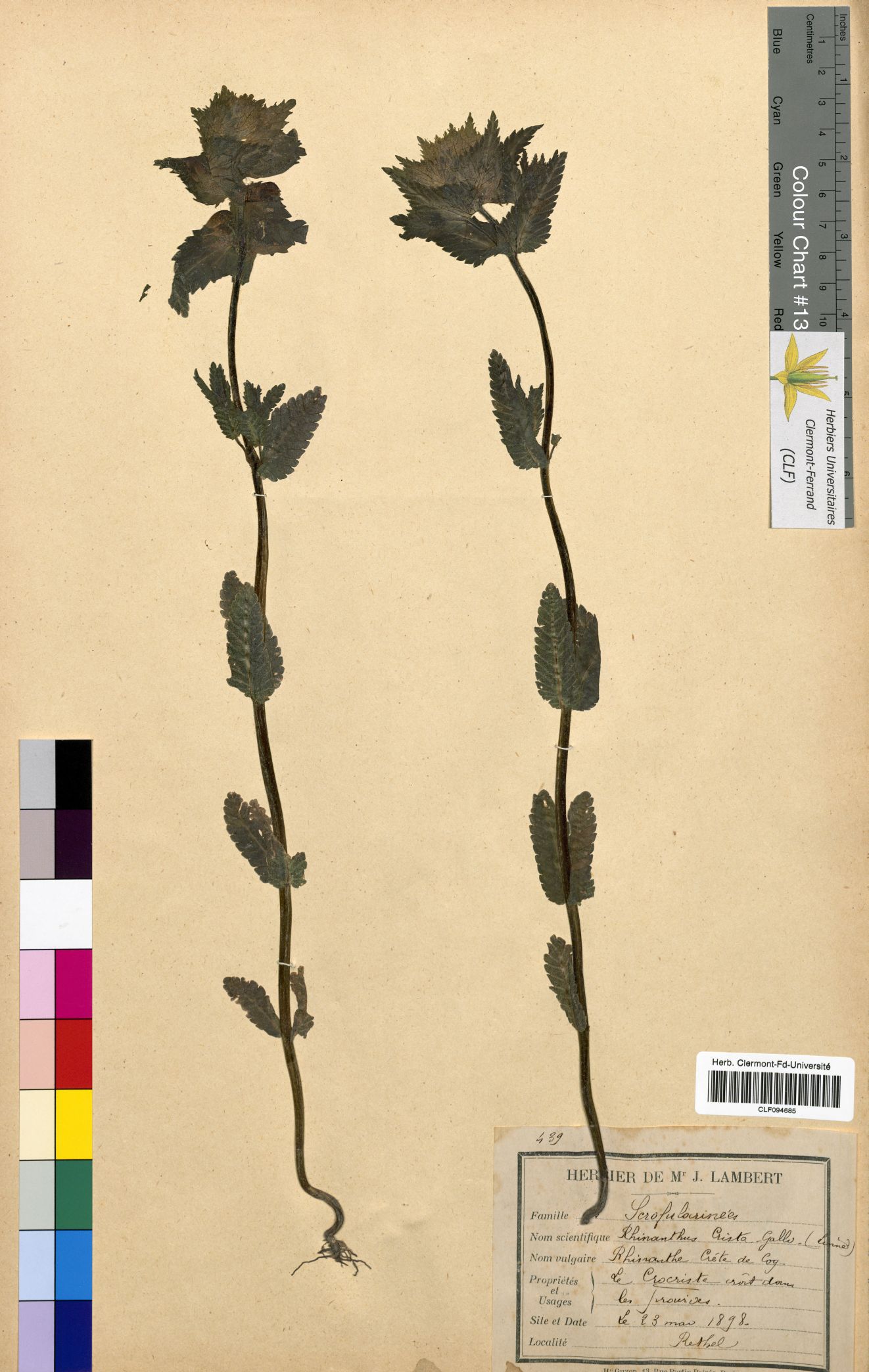 Rhinanthus crista galli CLF094685