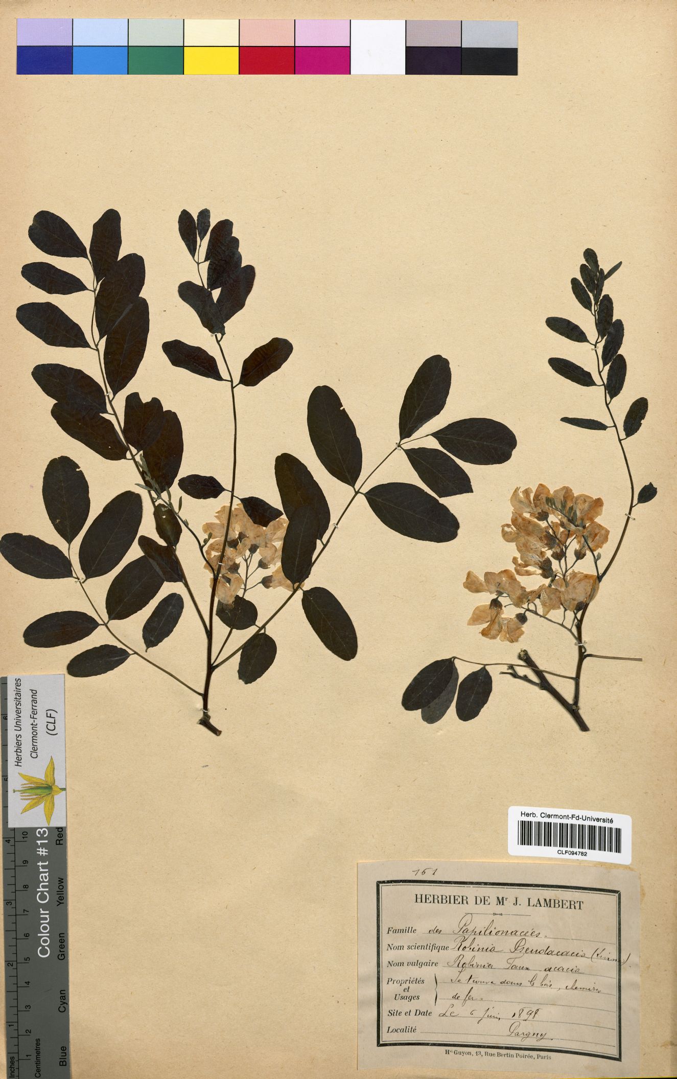 Robinia pseudoacacia CLF094782