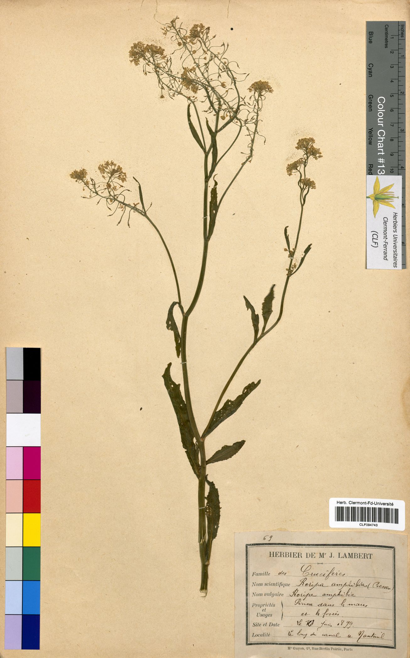 Rorippa amphibia CLF094743