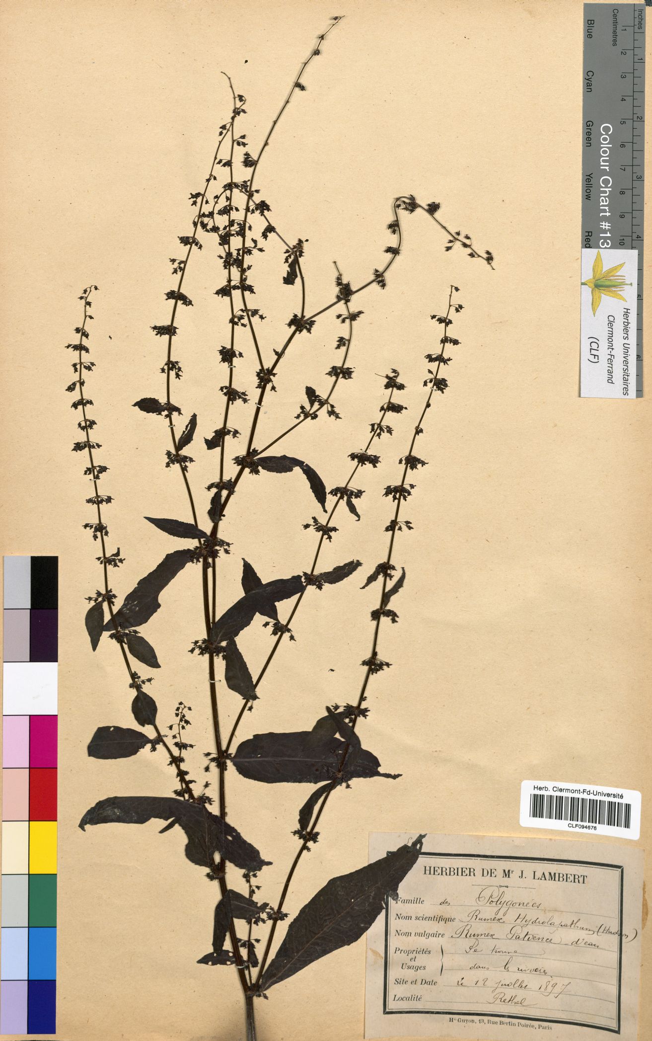 Rumex hydrolapathun CLF094676