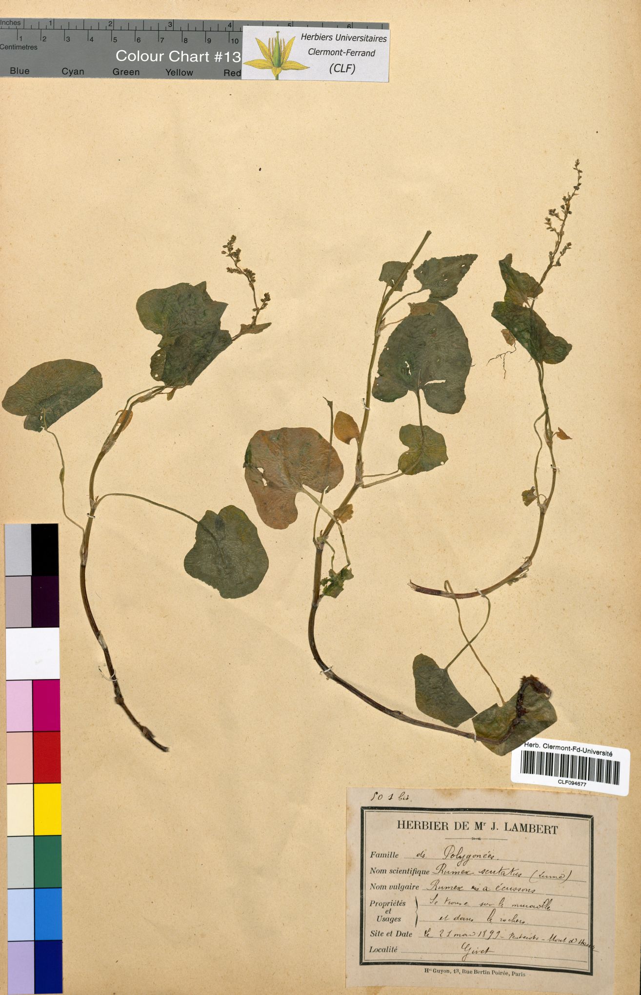 Rumex scutatus CLF094677