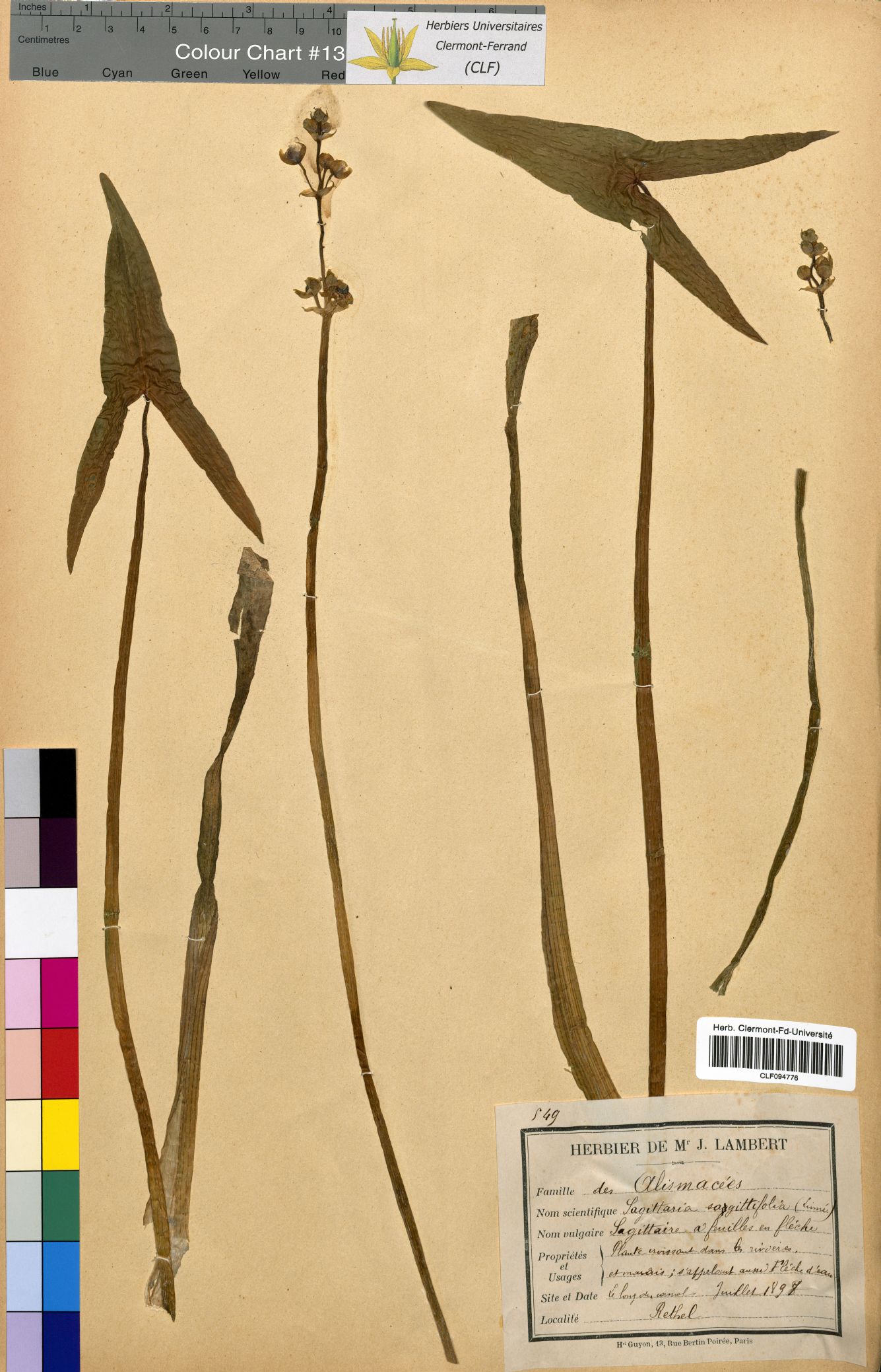 Sagittaria sagittifolia CLF094776