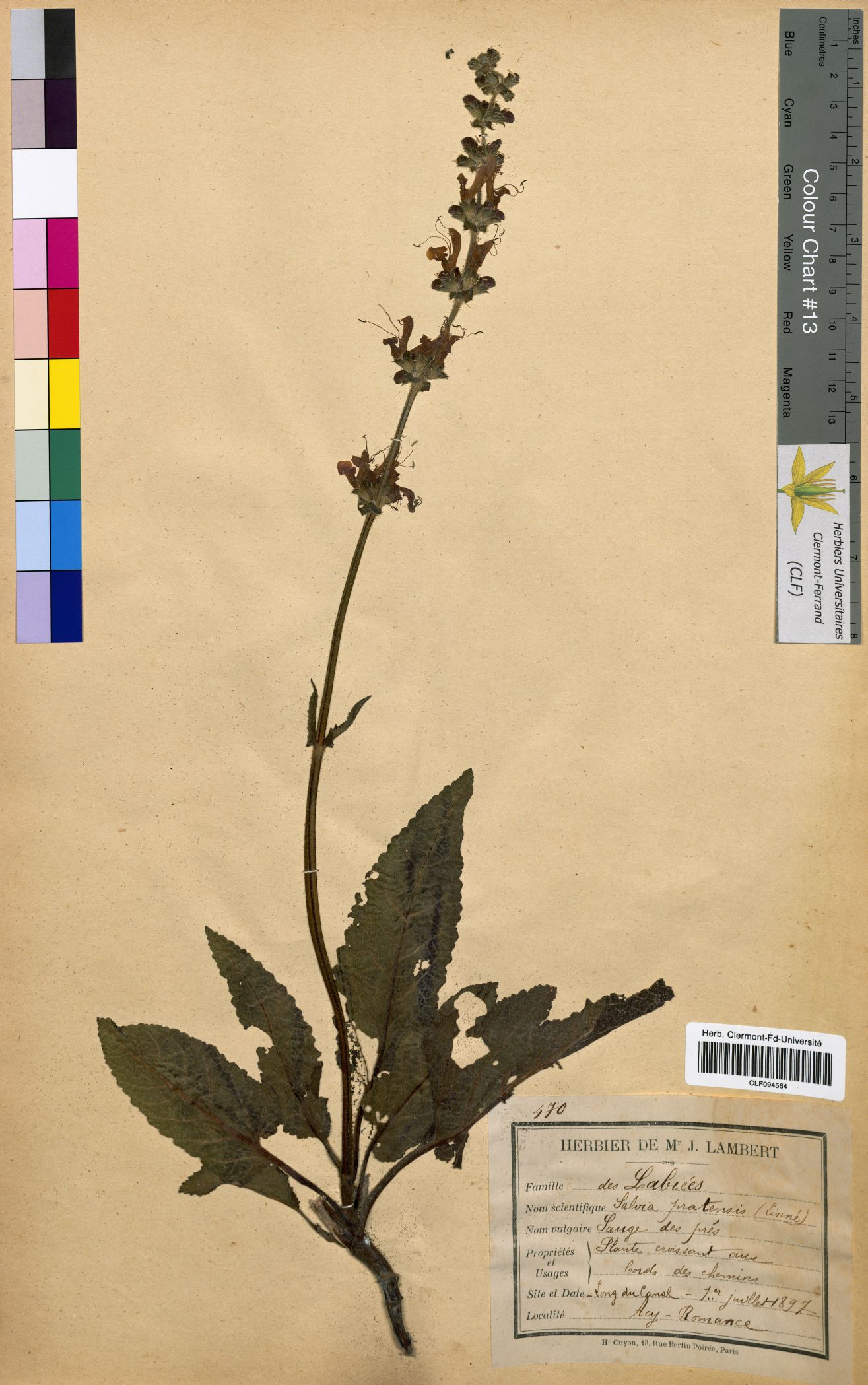 Salvia pratensis CLF094564