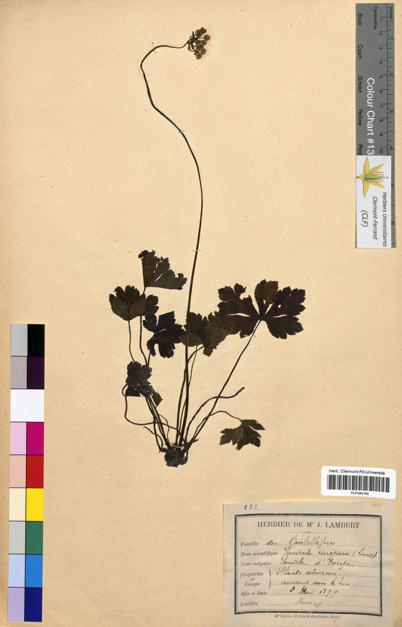 Sanicula europaea CLF094762