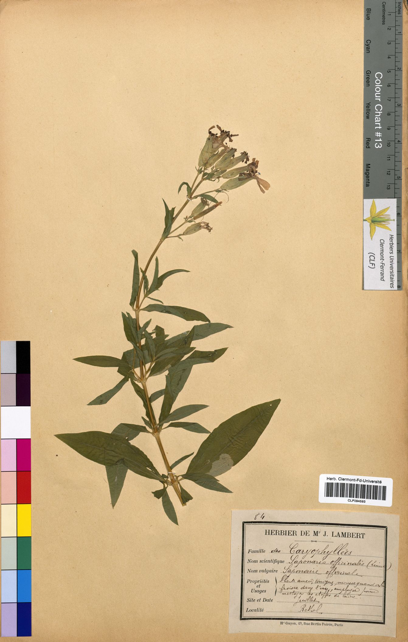 Saponaria officinalis CLF094593.1