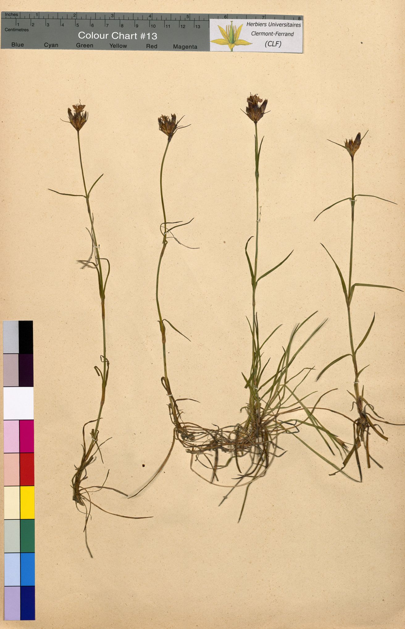 Saponaria officinalis CLF094593.2