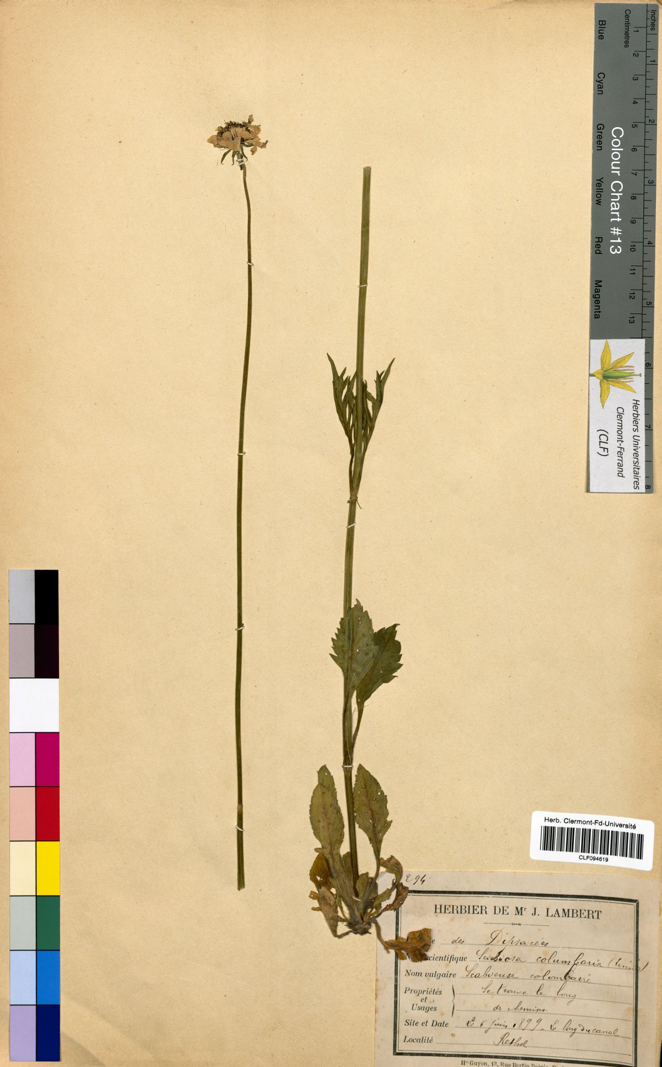 Scabiosa columbaria CLF094619