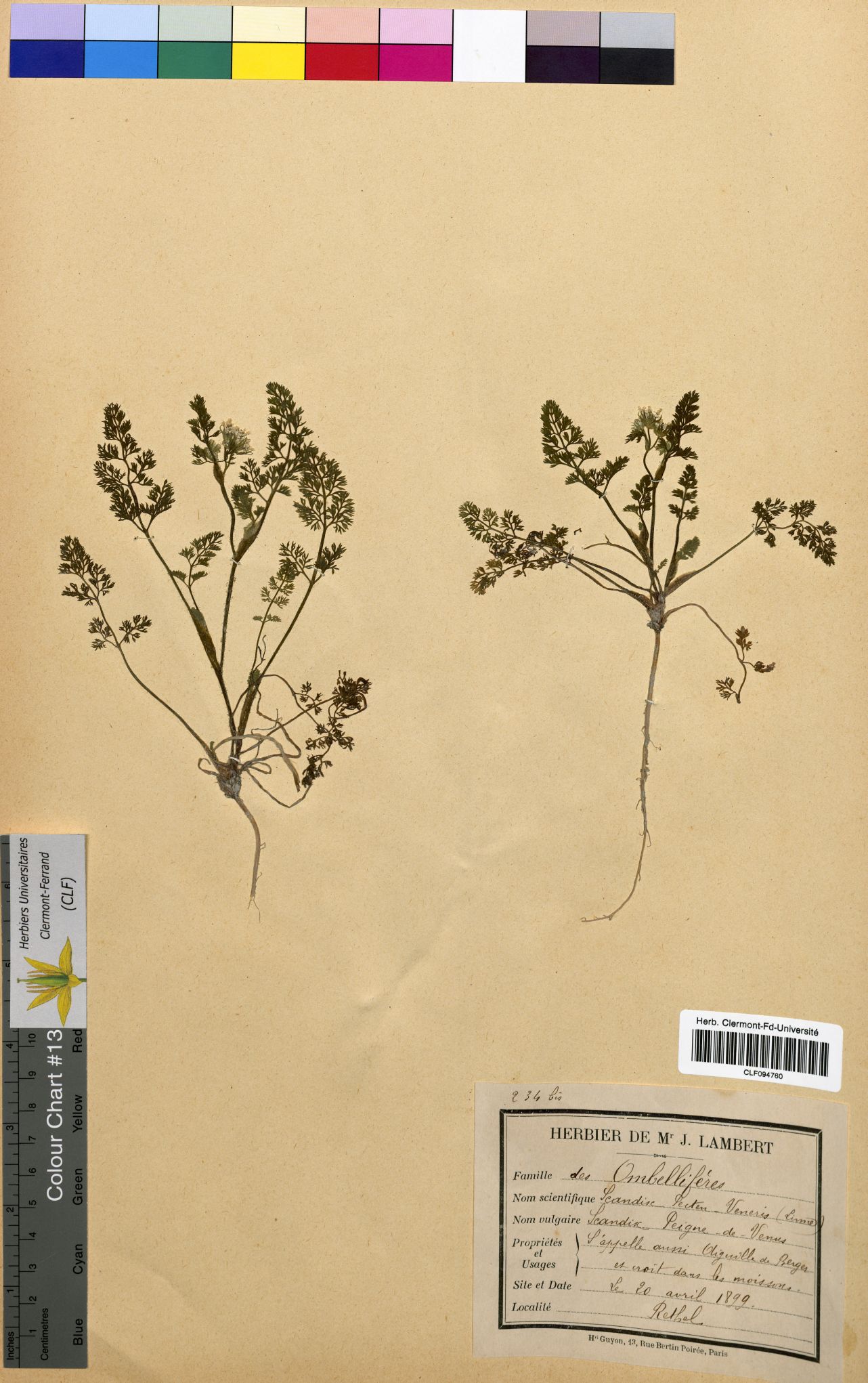 Scandix pecten veneris CLF094760