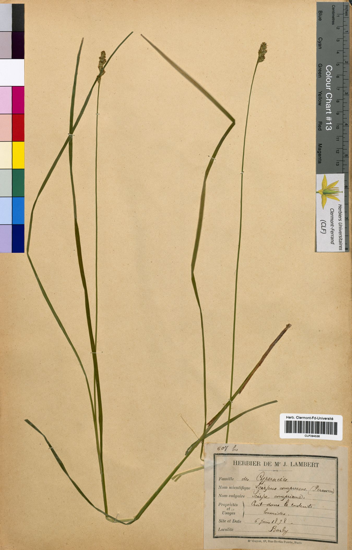 Scirpus compressus CLF094536