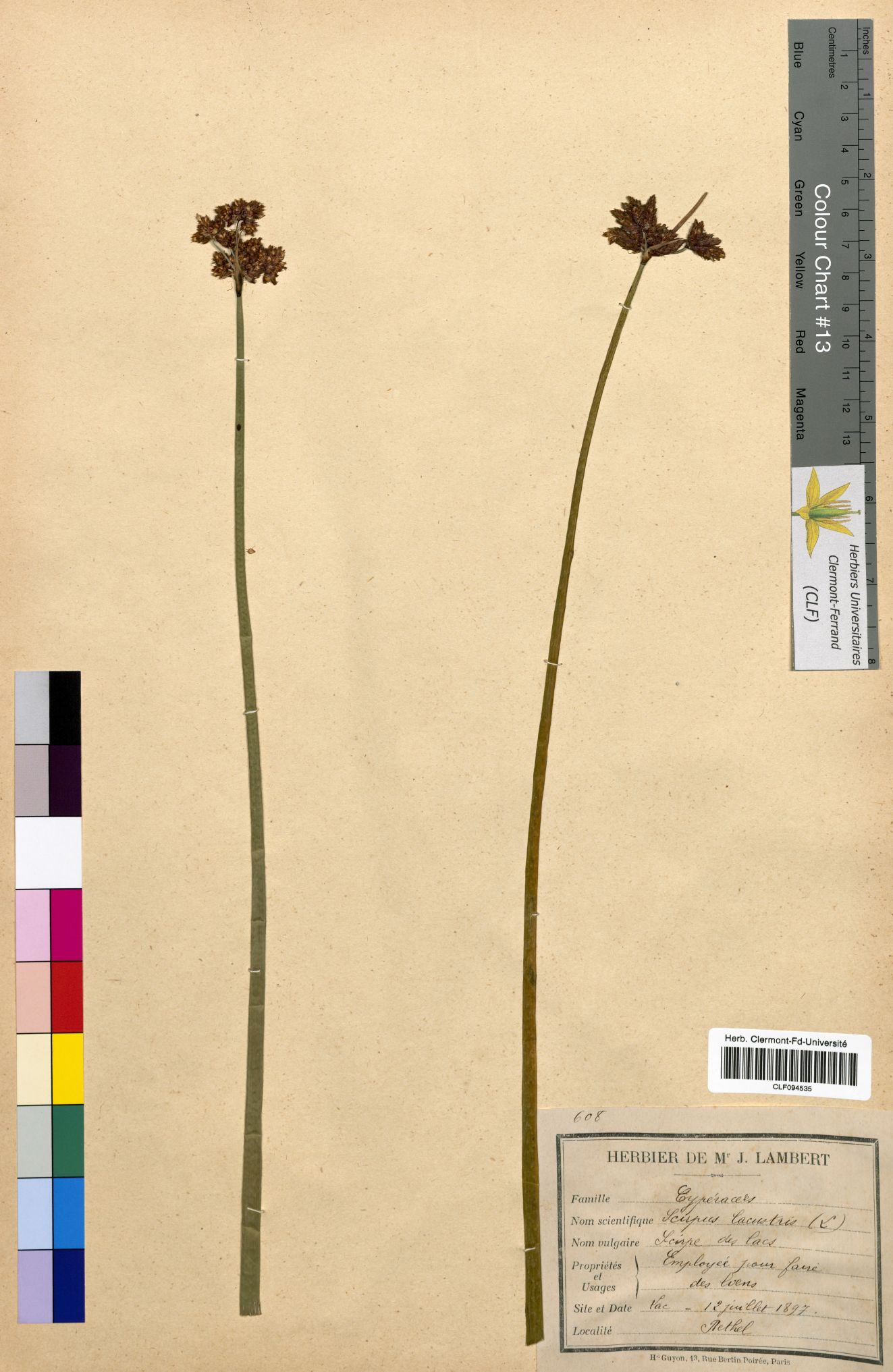 Scirpus lacustris CLF094535