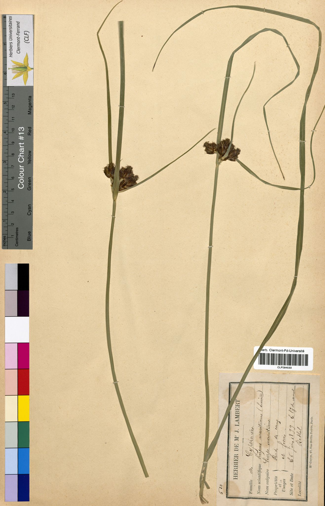 Scirpus maritimus CLF094533