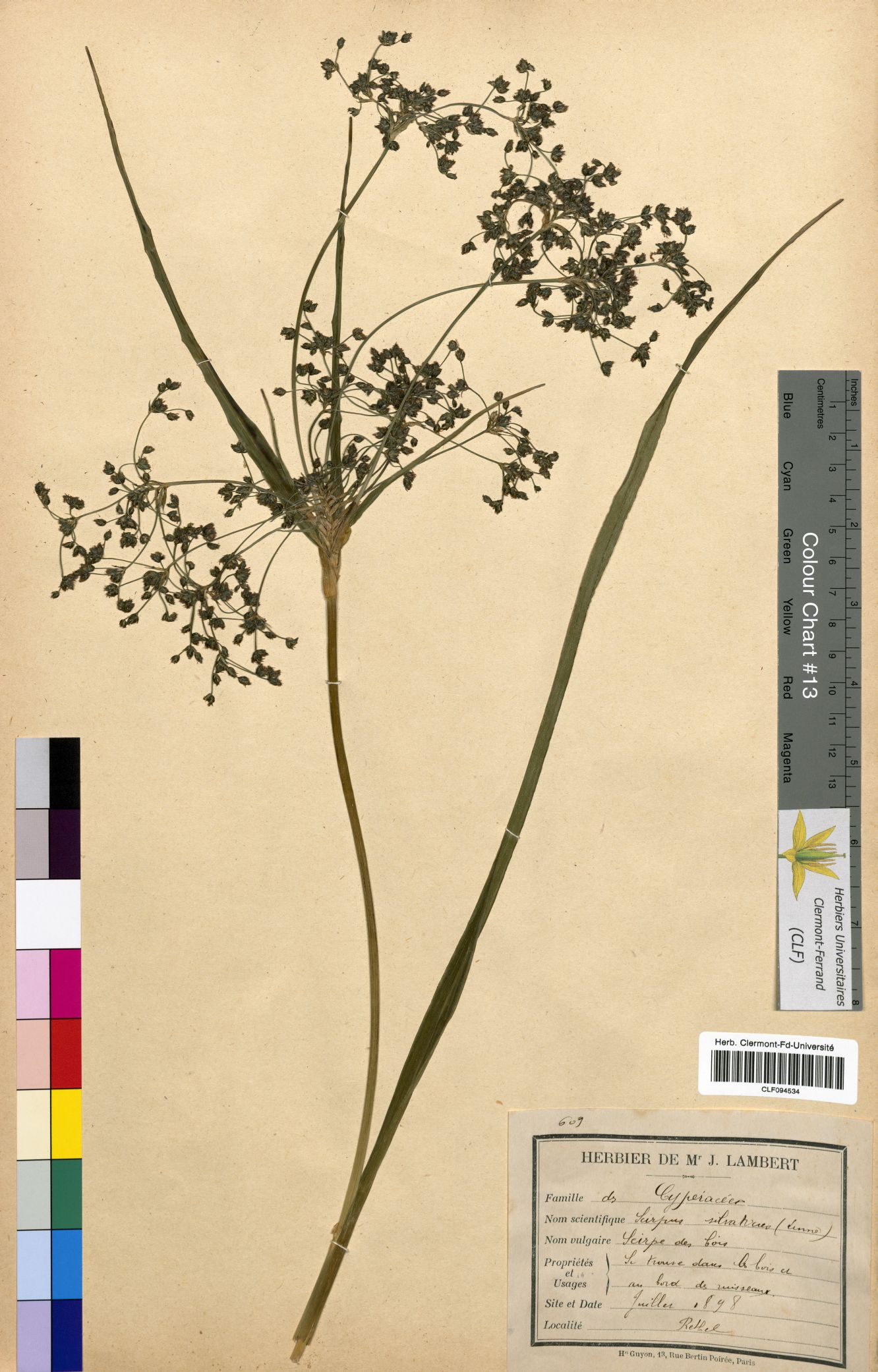 Scirpus sylvaticus CLF094534