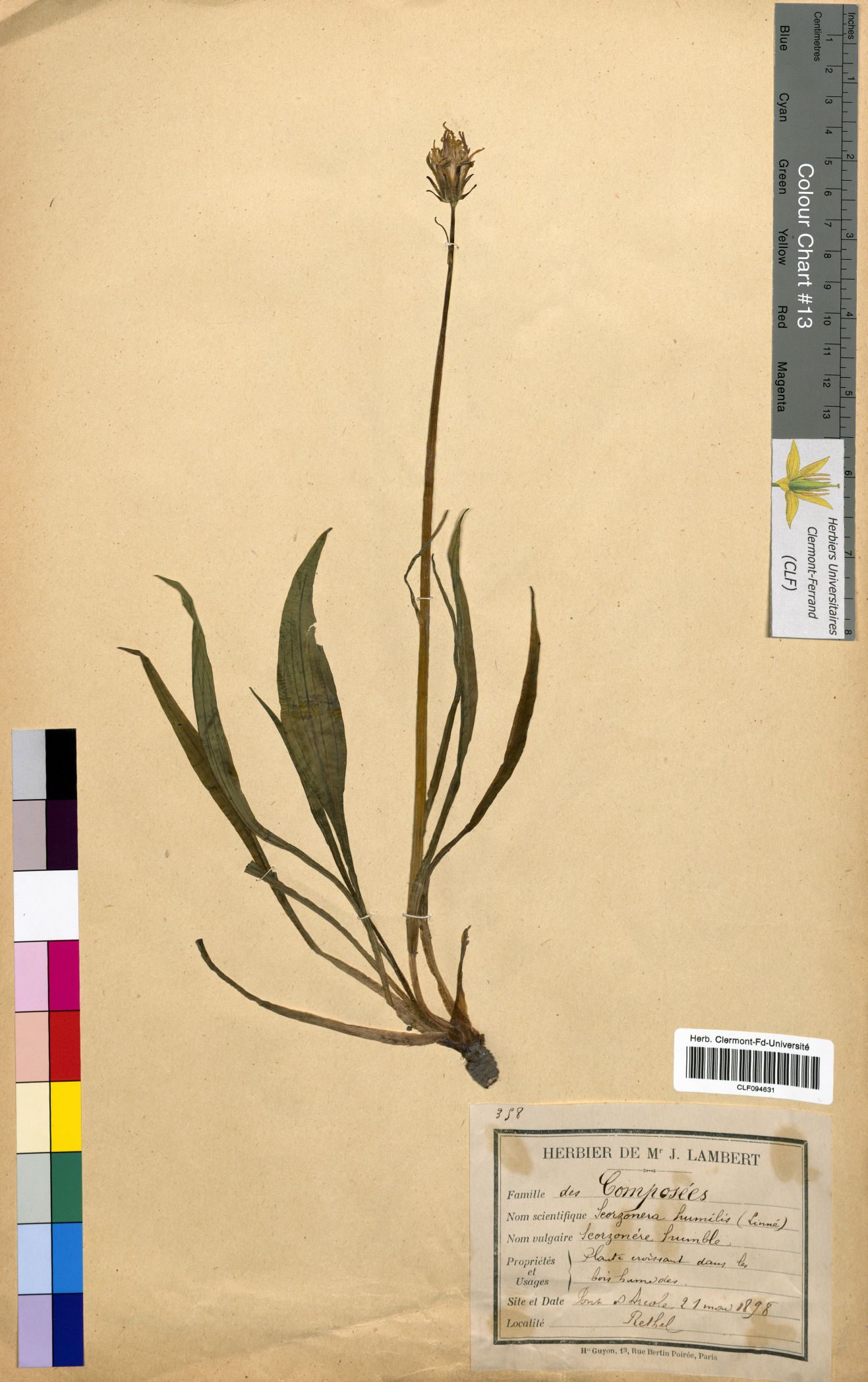 Scorzonera humilis CLF094631