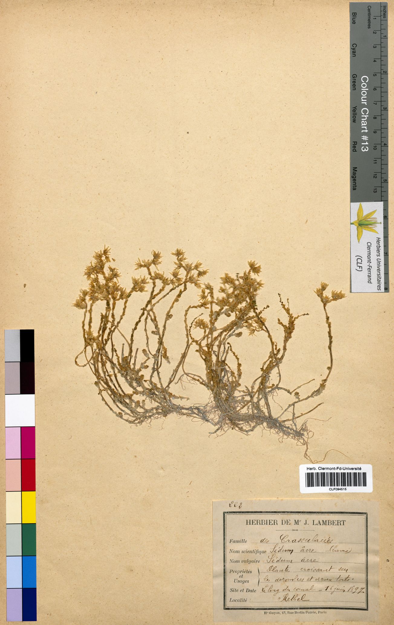 Sedum acre CLF094515
