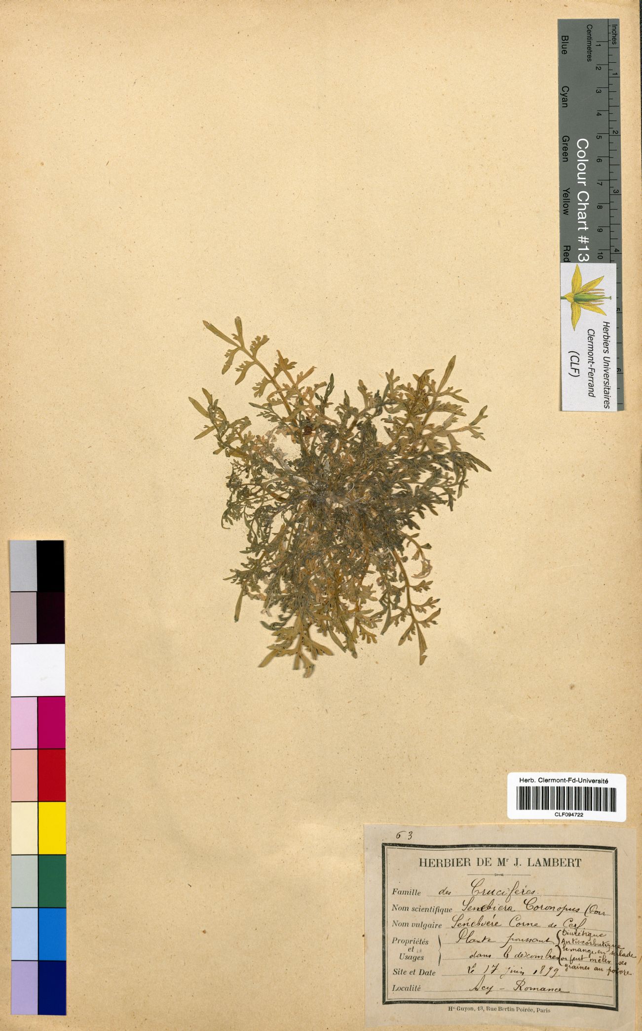 Senebiera coronopus CLF094722