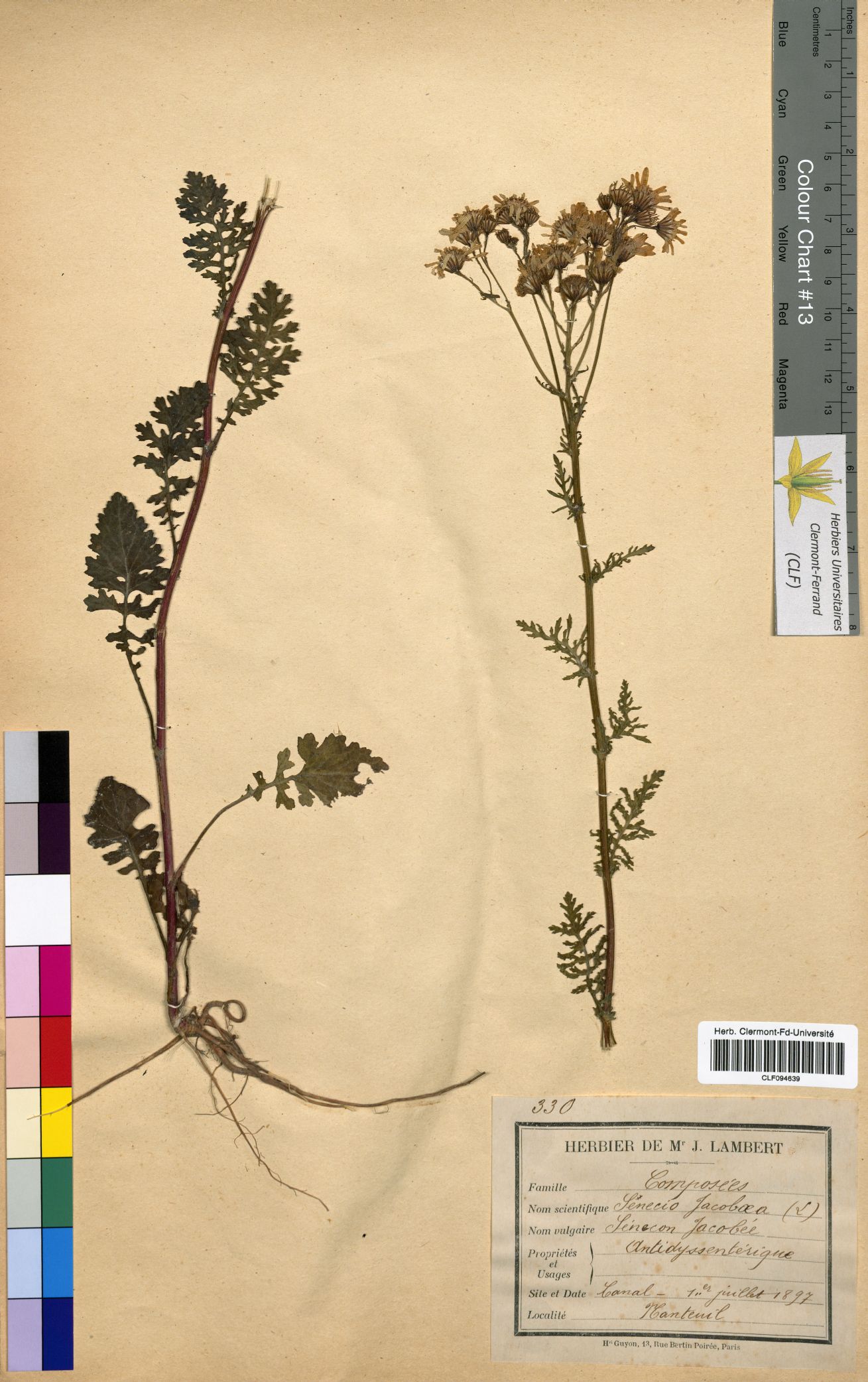 Senecio jacobaea CLF094639