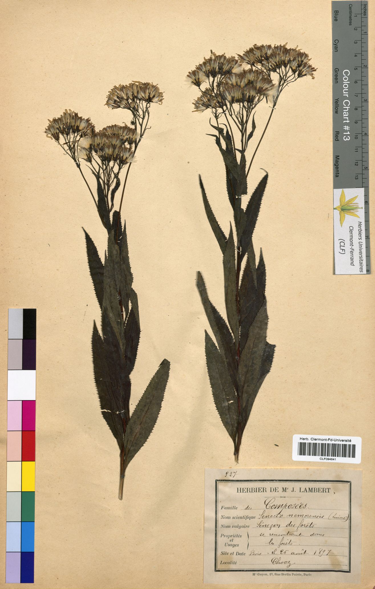 Senecio nemorensis CLF094641