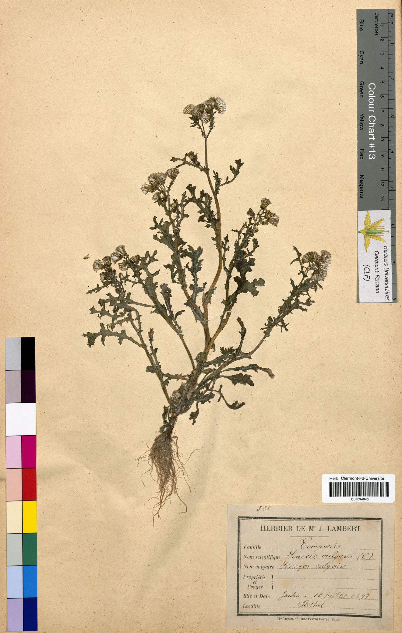 Senecio vulgaris CLF094640