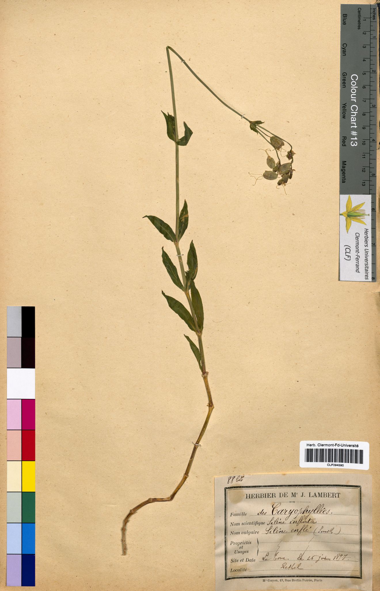 Silene inflata CLF094590